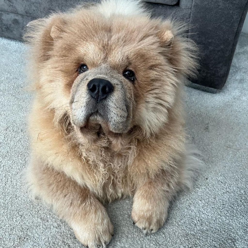 cachorro chow chow en el suelo