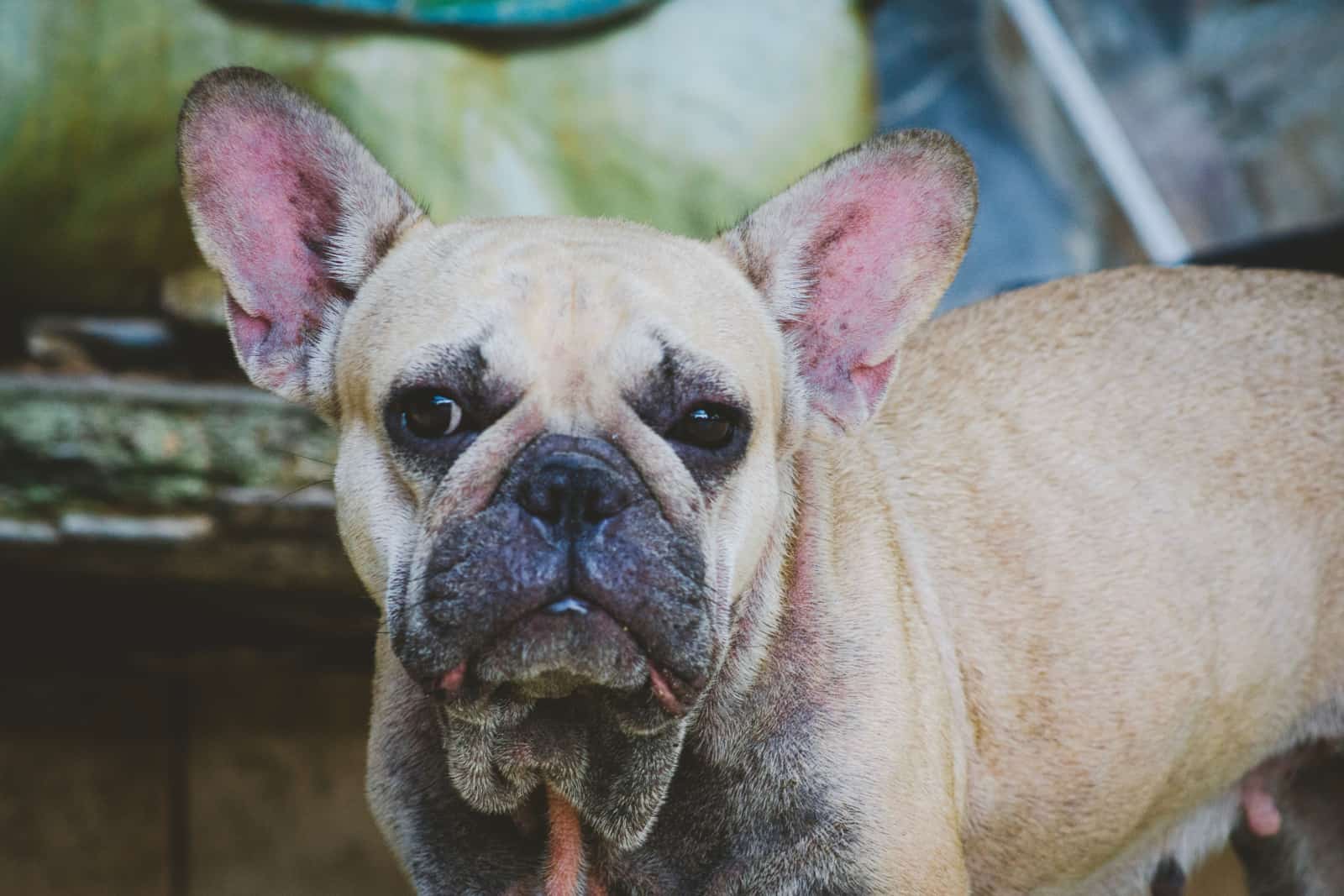 Bulldog francés marrón de 2 años experimentando problemas de piel