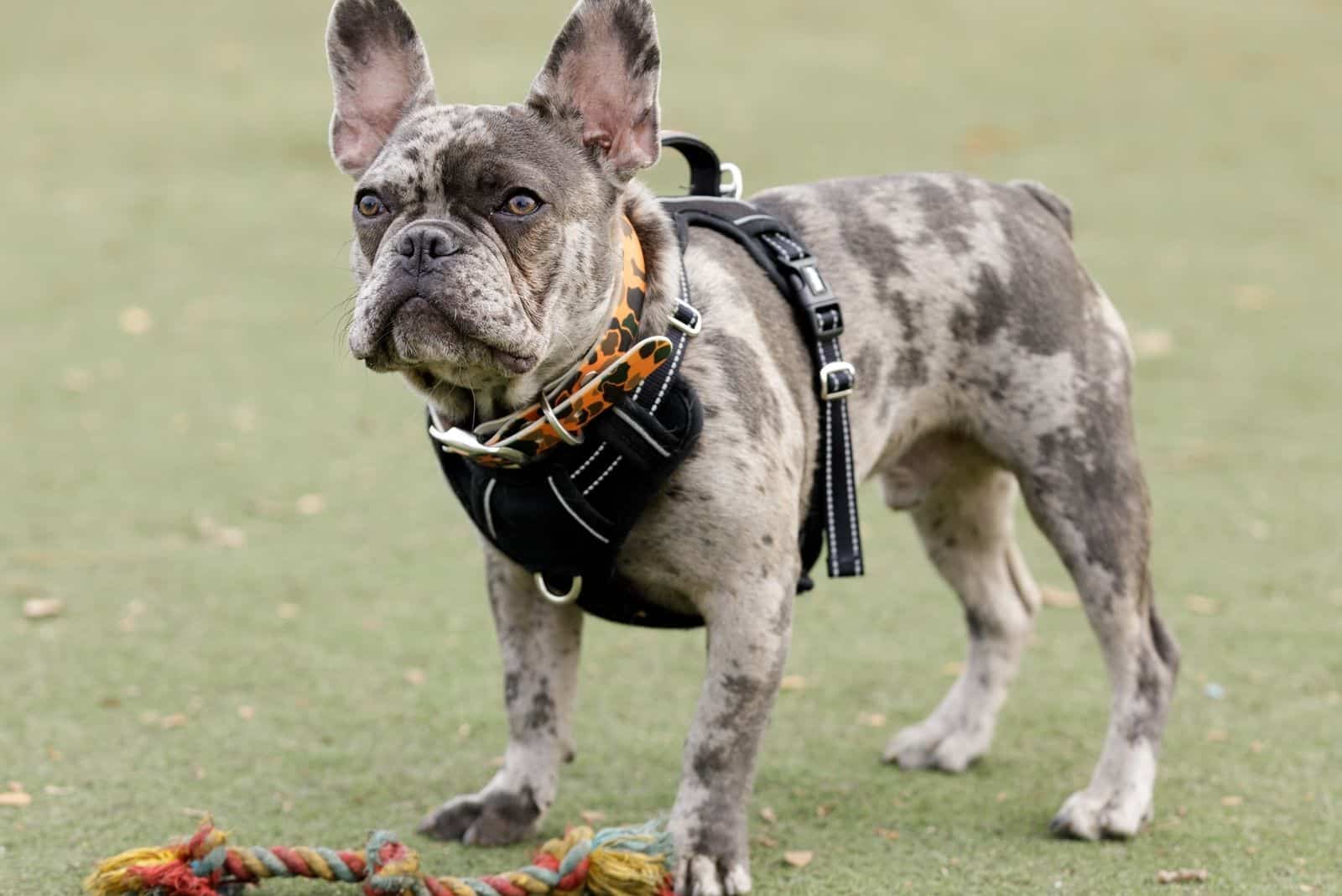 bulldog francés merle azul de 7 meses junto a una cuerda de juguete
