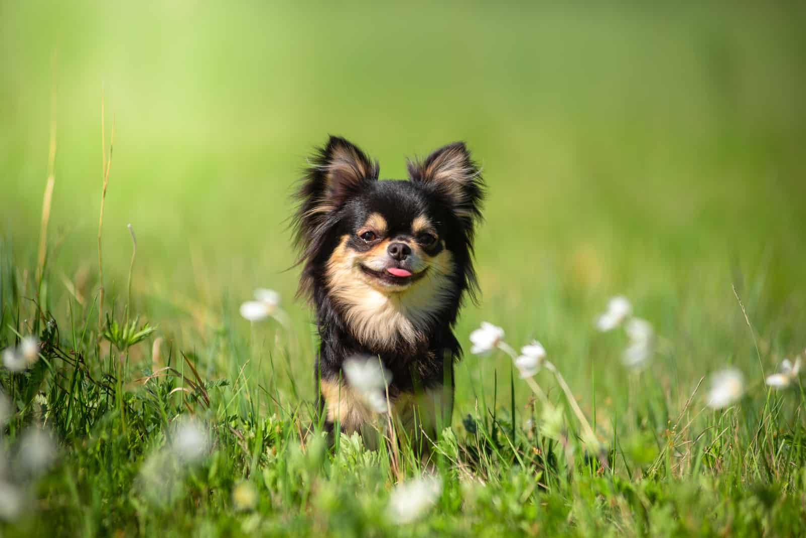 Un perro Chihuahua en un claro soleado