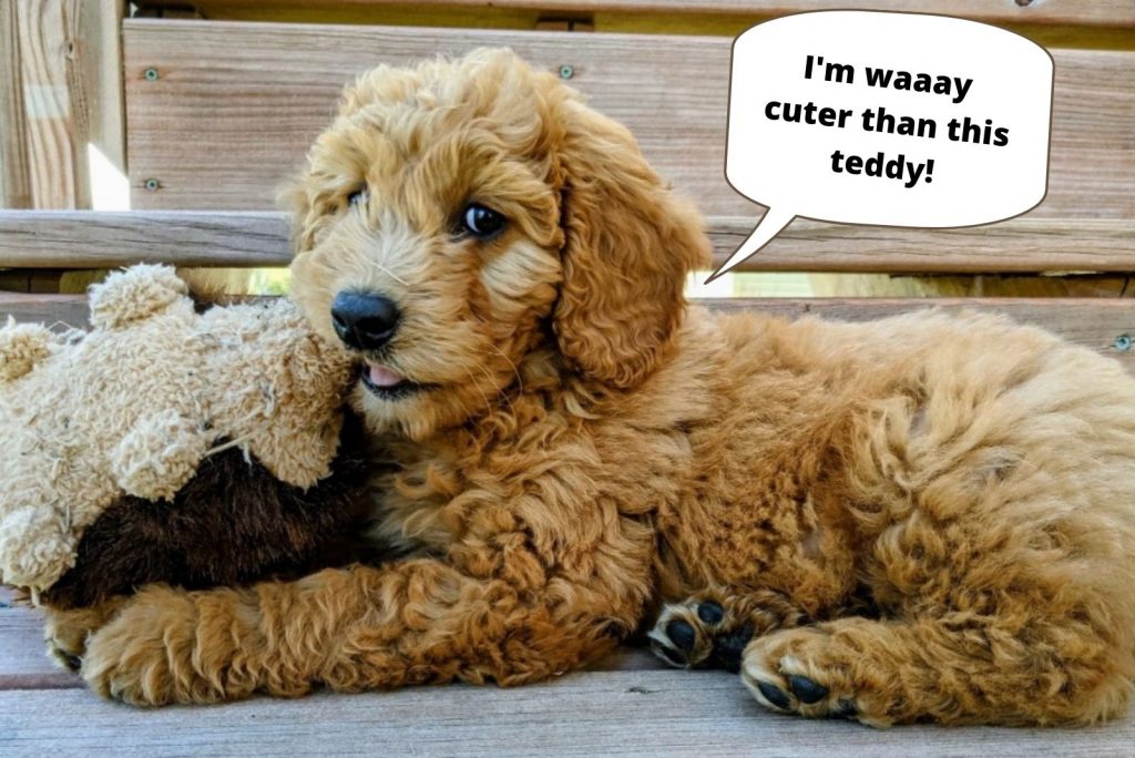 El cachorro favorito de la familia: osito de peluche