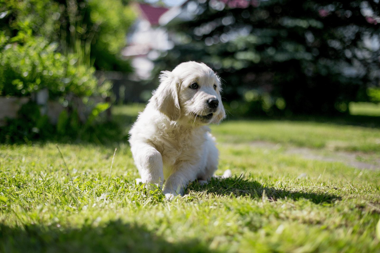 Un cachorro de Golden Retriever está de pie en el jardín