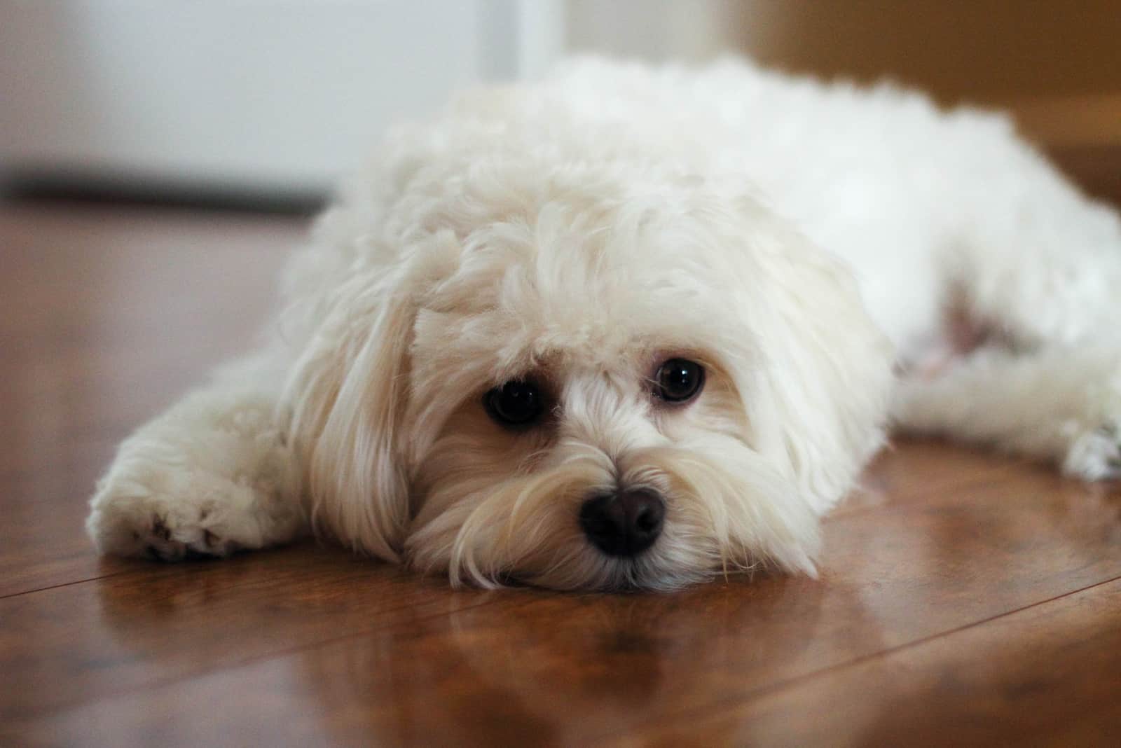 Un cachorro de Havanese Maltese mira a la cámara