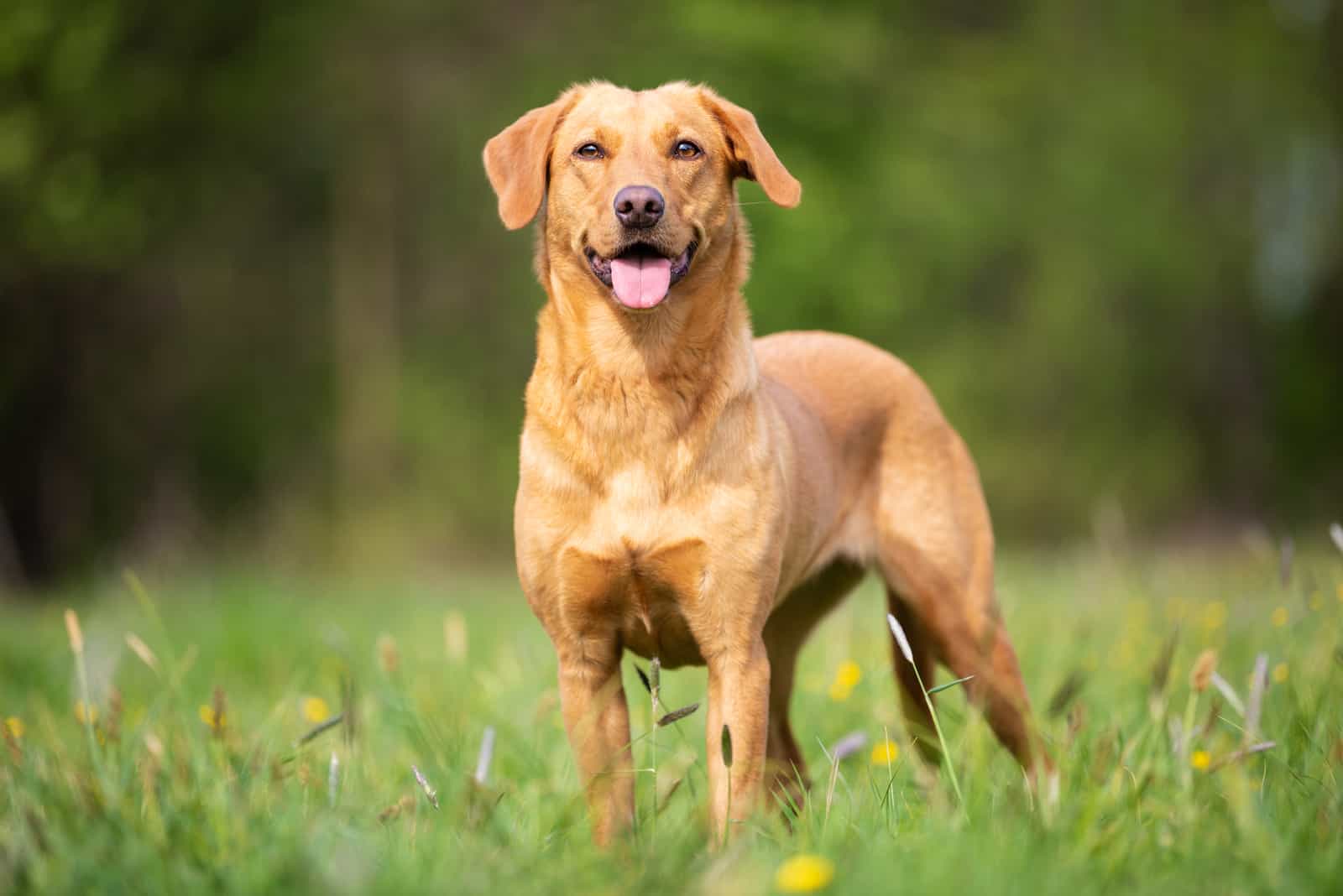 Un Labrador Retriever de pie en la hierba