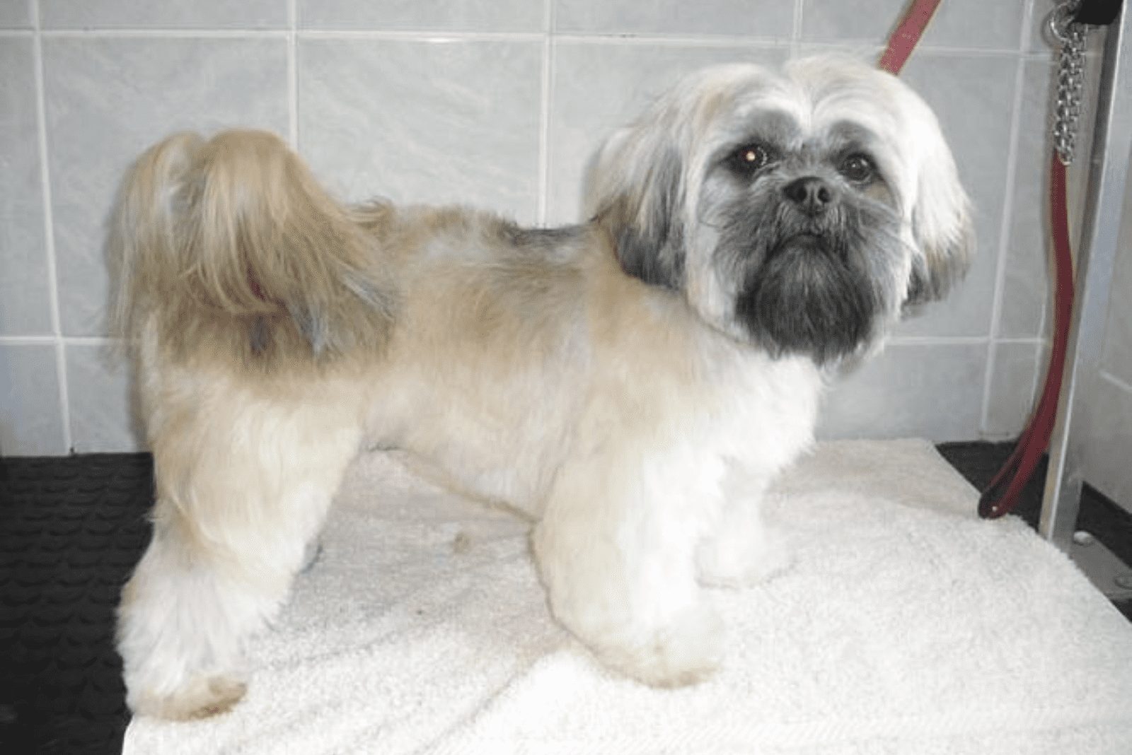Un Lhasa Apso está de pie en una mesa de corte de pelo