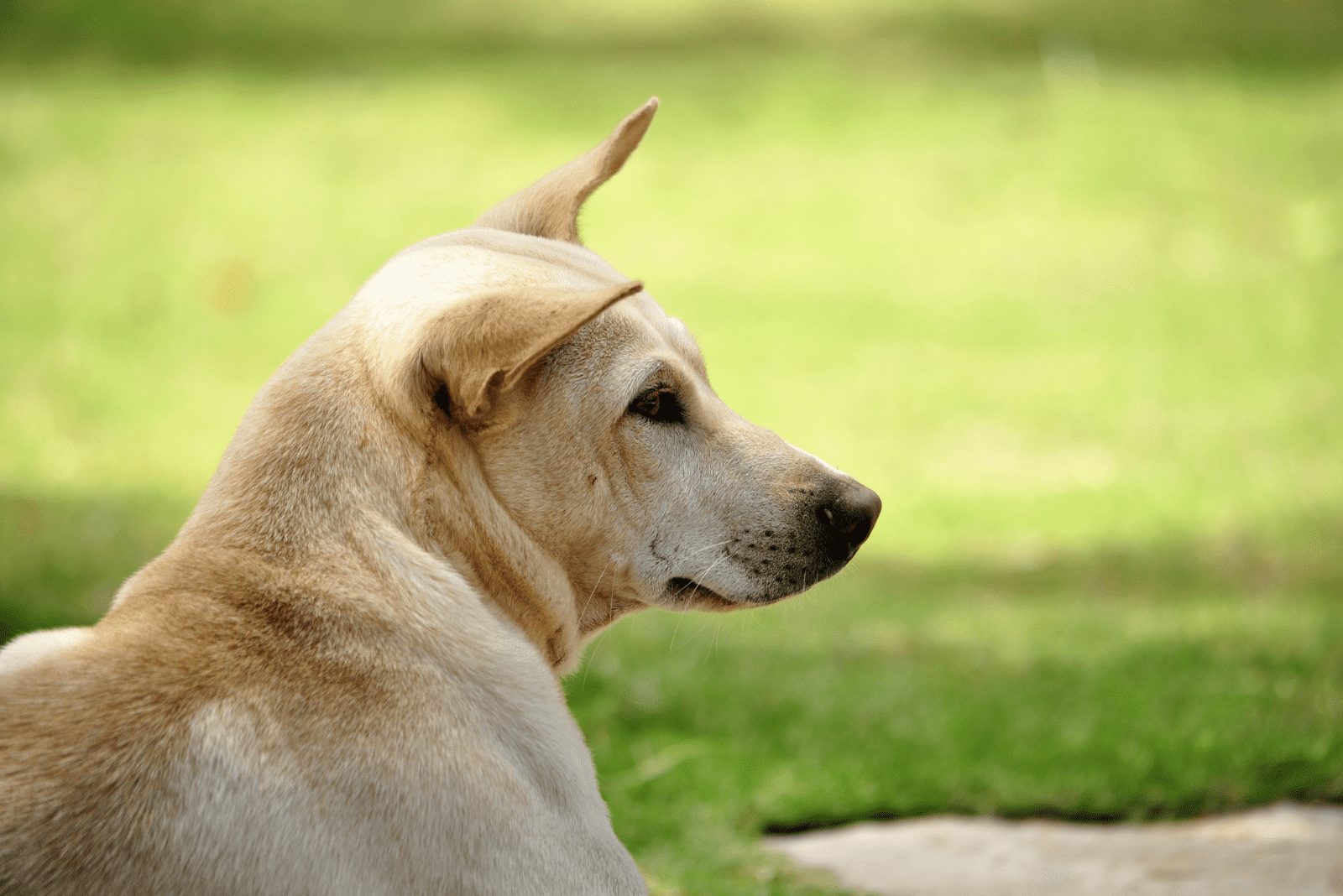 Un Phu Quoc Ridgeback yace en el césped y mira hacia adelante