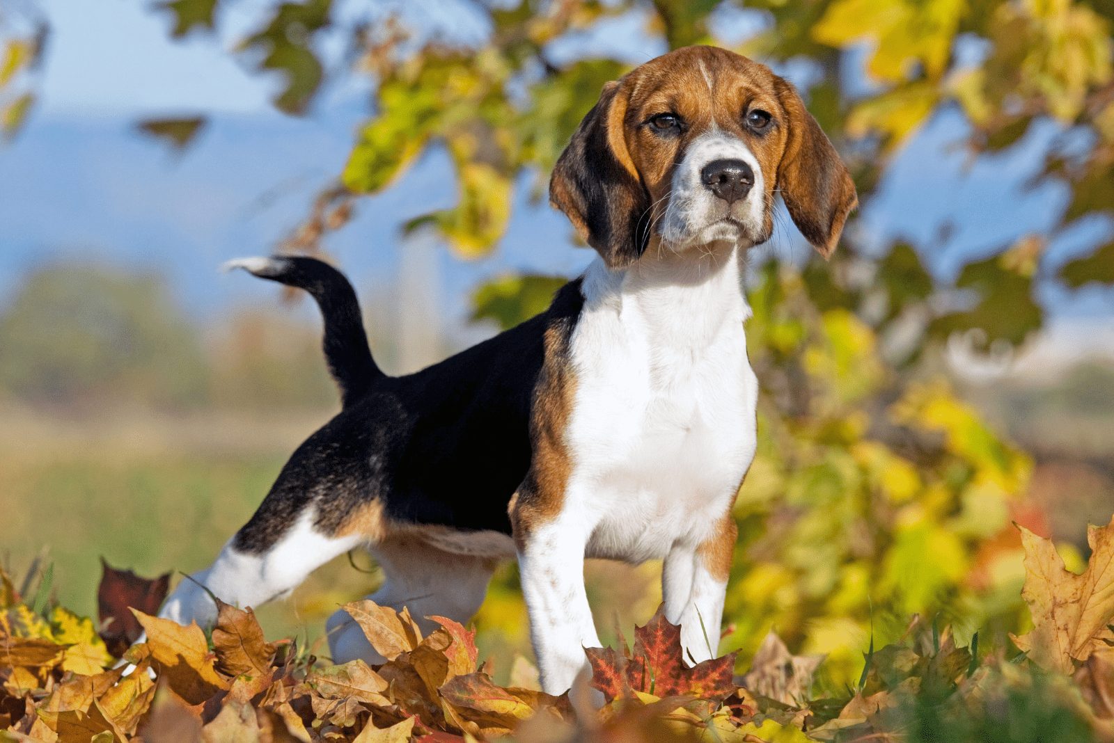 Un beagle está parado en un jardín otoñal