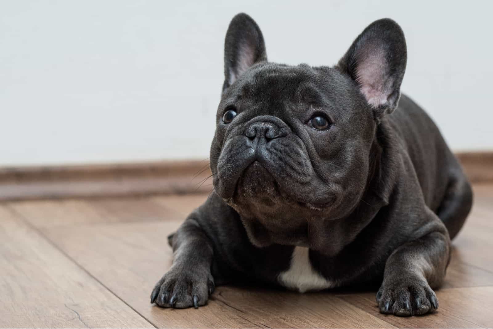 Un bulldog francés azul está acostado en el suelo