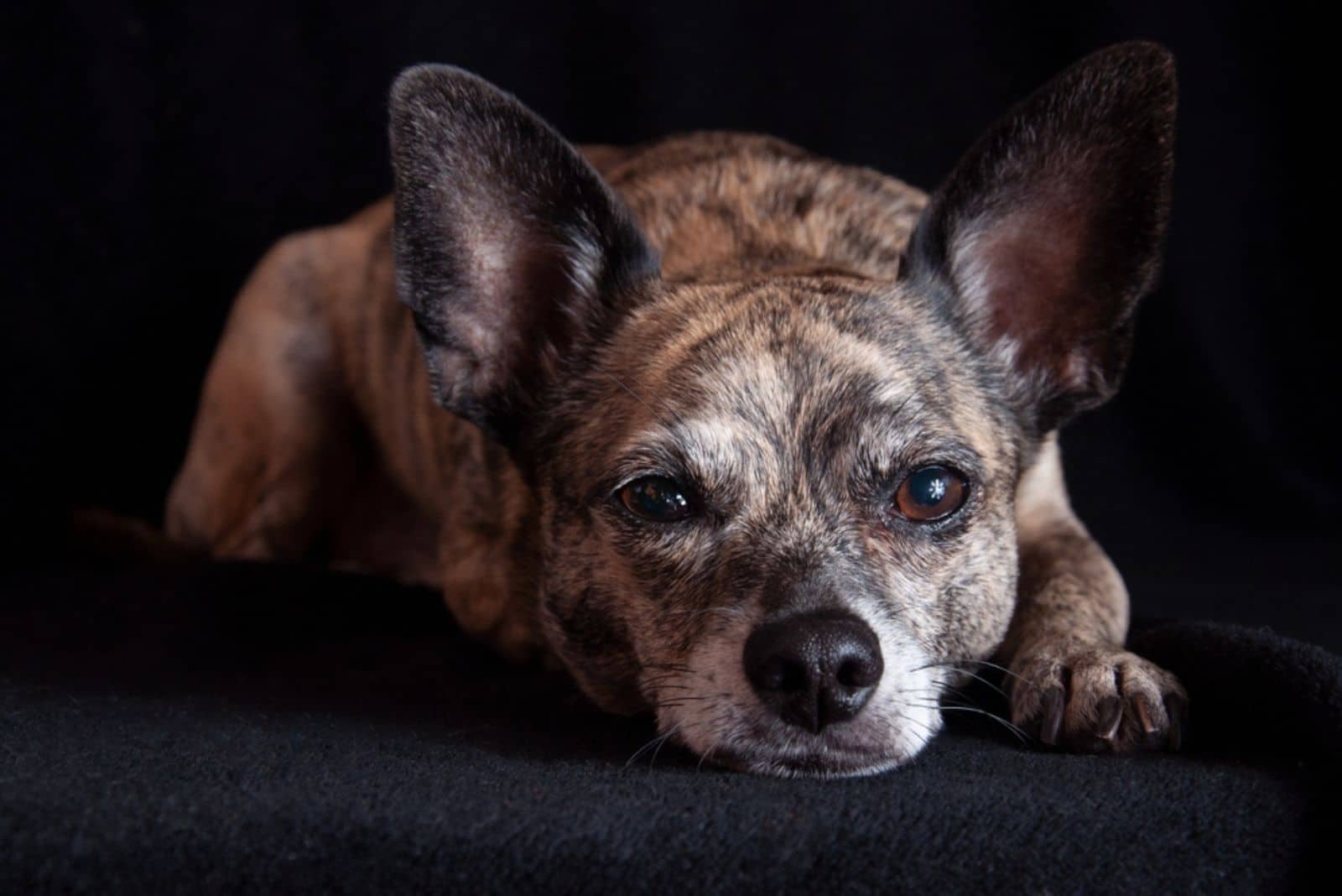 Un perro atigrado mira a la cámara