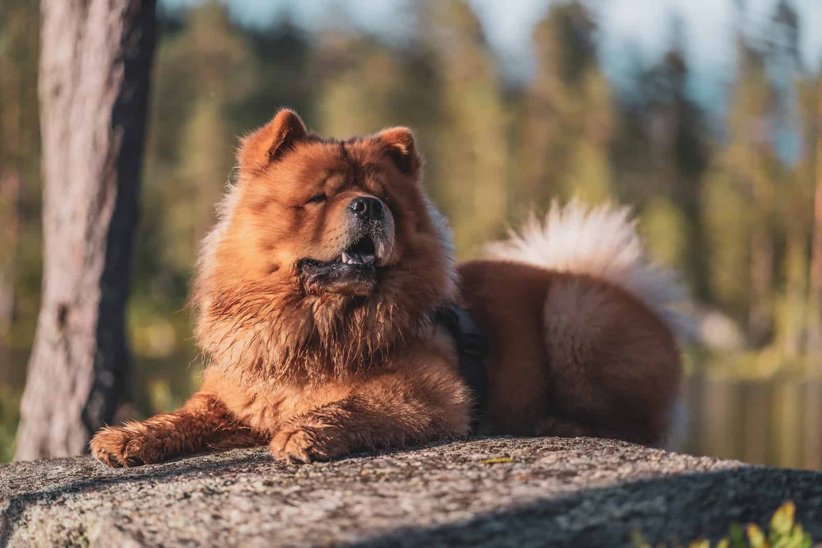 Un chow chow tumbado sobre una piedra en el bosque