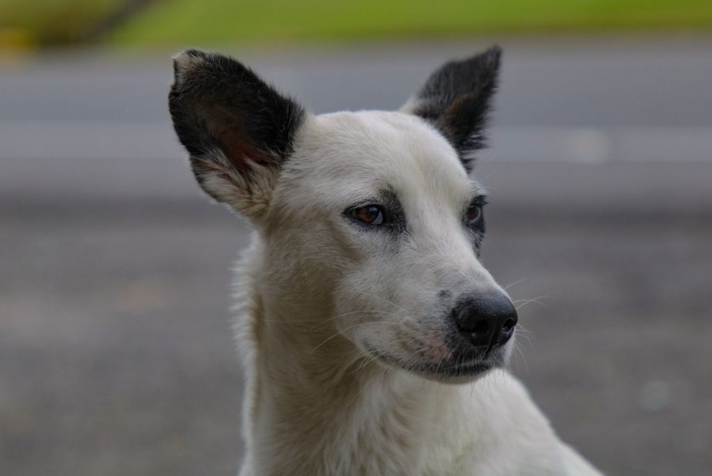 Un acercamiento de la cabeza de un perro Canaan en una calle
