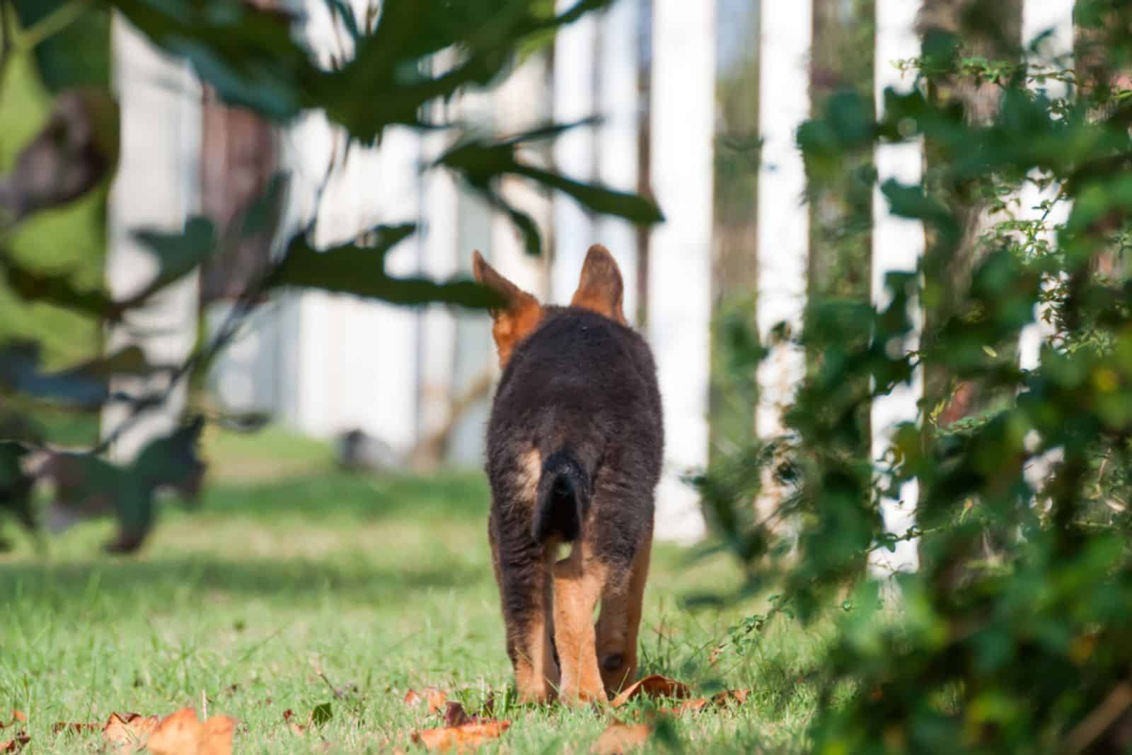 Un lindo cachorro de pastor alemán descubriendo el patio trasero