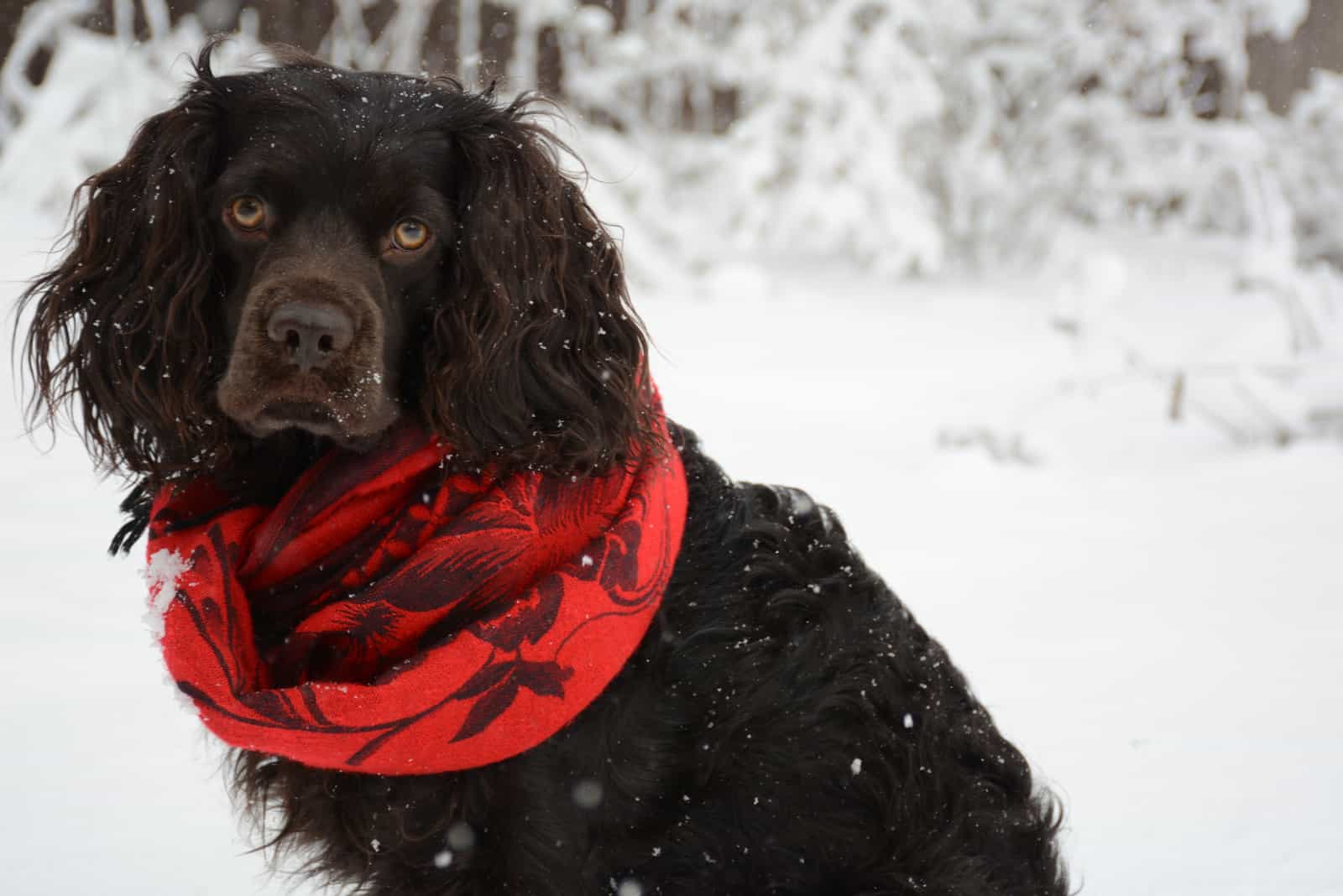 Un lindo cachorro de spaniel sentado en la nieve de invierno