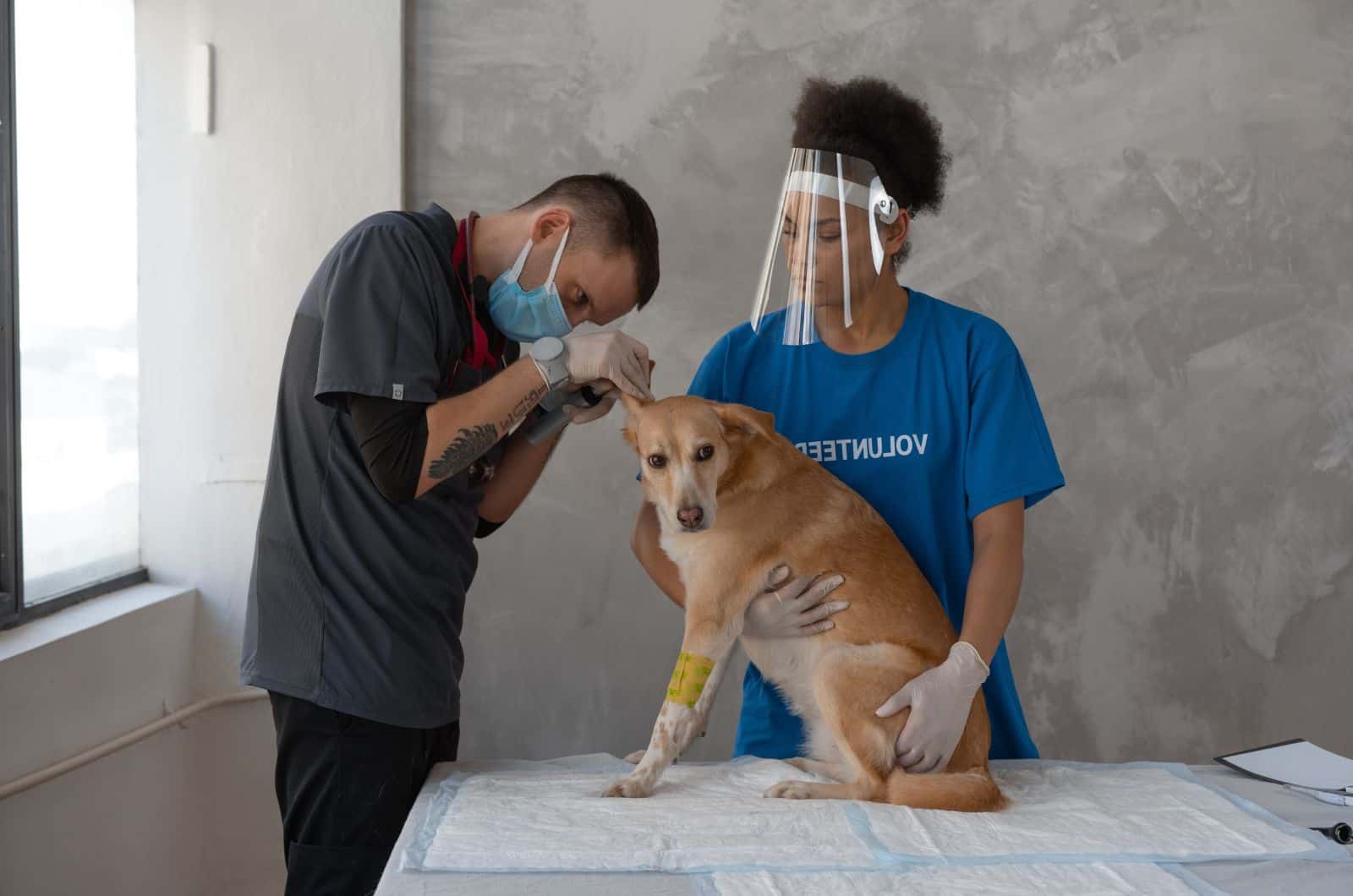 Un médico revisando la oreja del perro