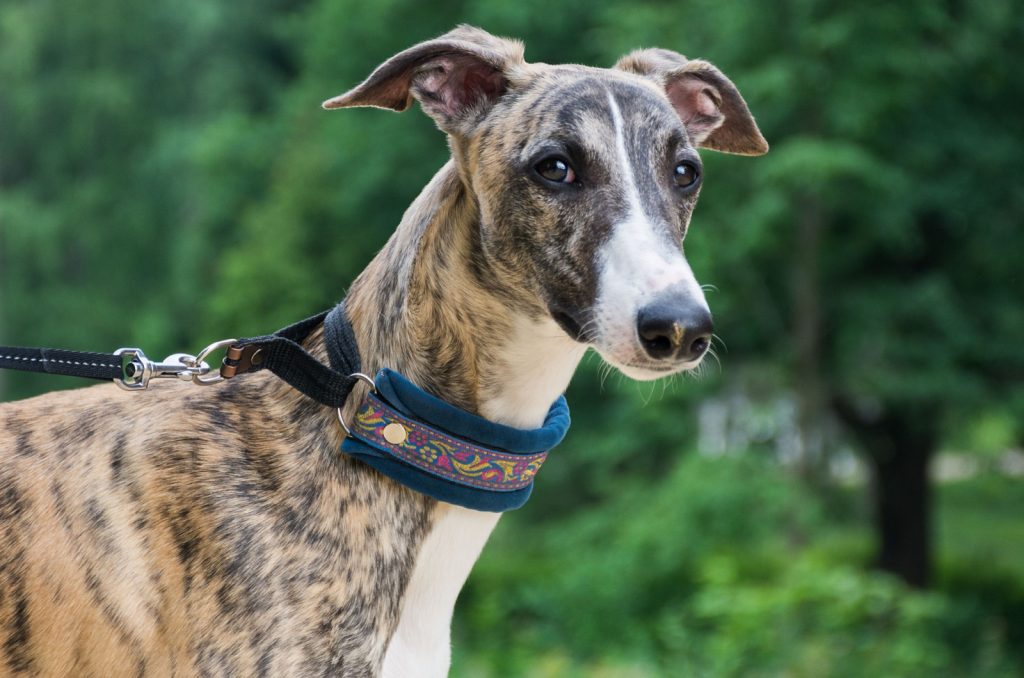 Un perro de la raza whippet en un parque