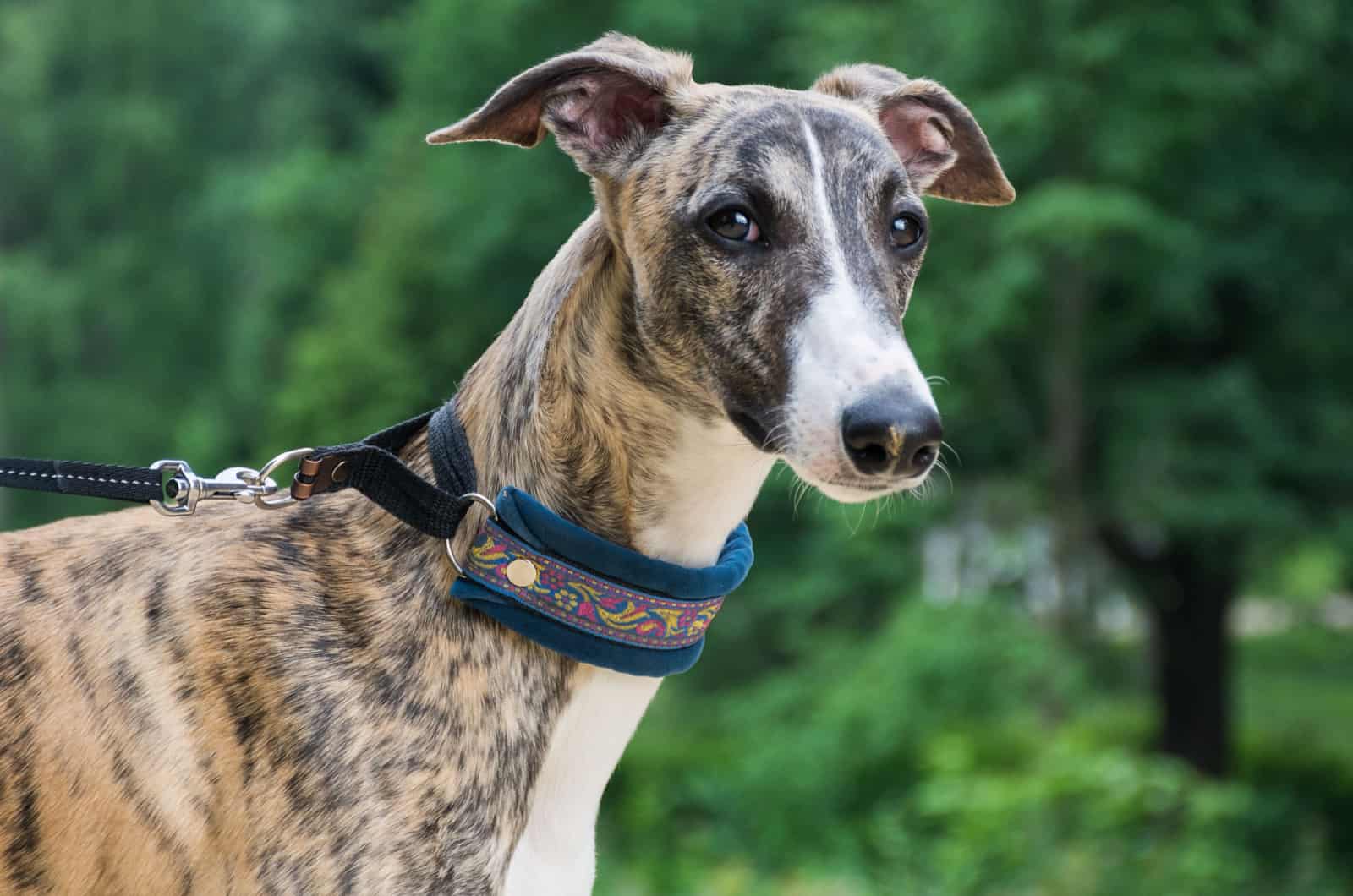 Un perro de la raza whippet en un parque