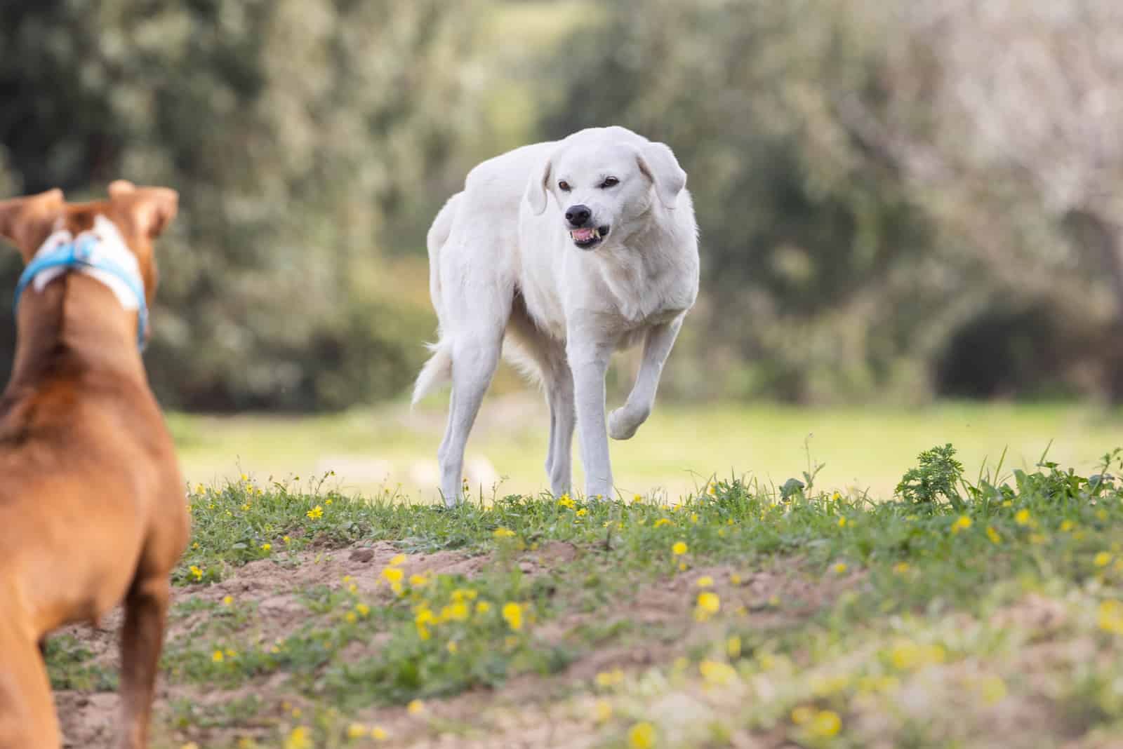 Un perro amenaza y muestra los dientes a otro perro