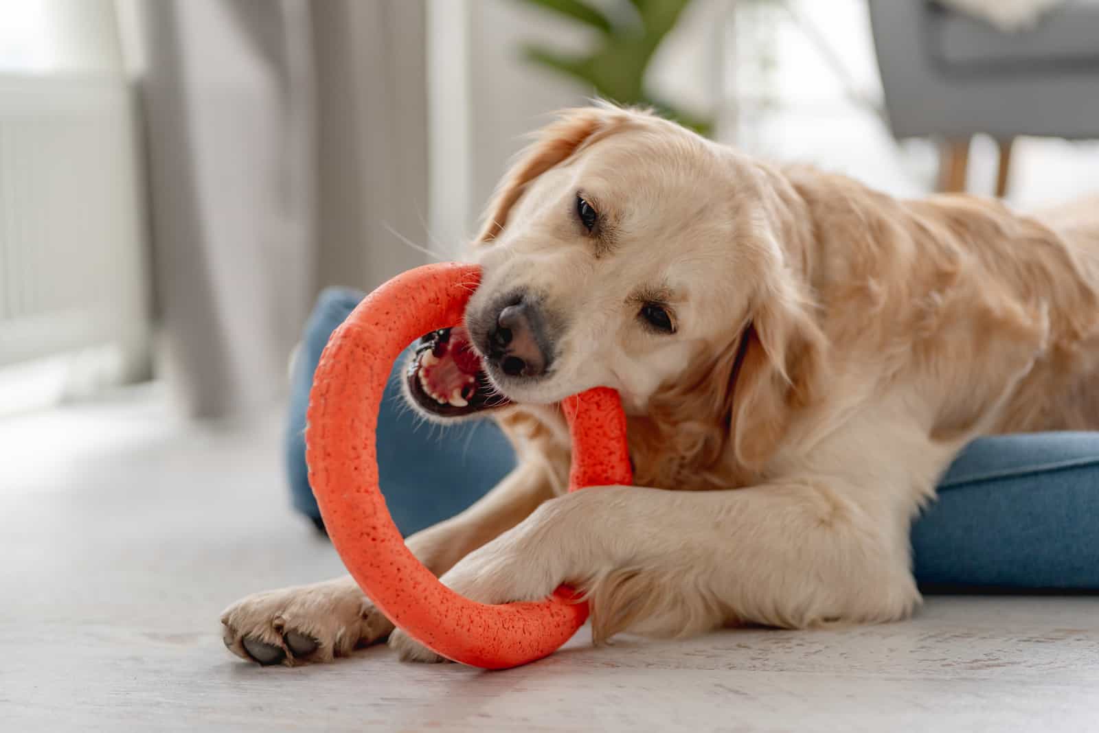 Un perro golden retriever muerde un juguete mientras yace en el suelo