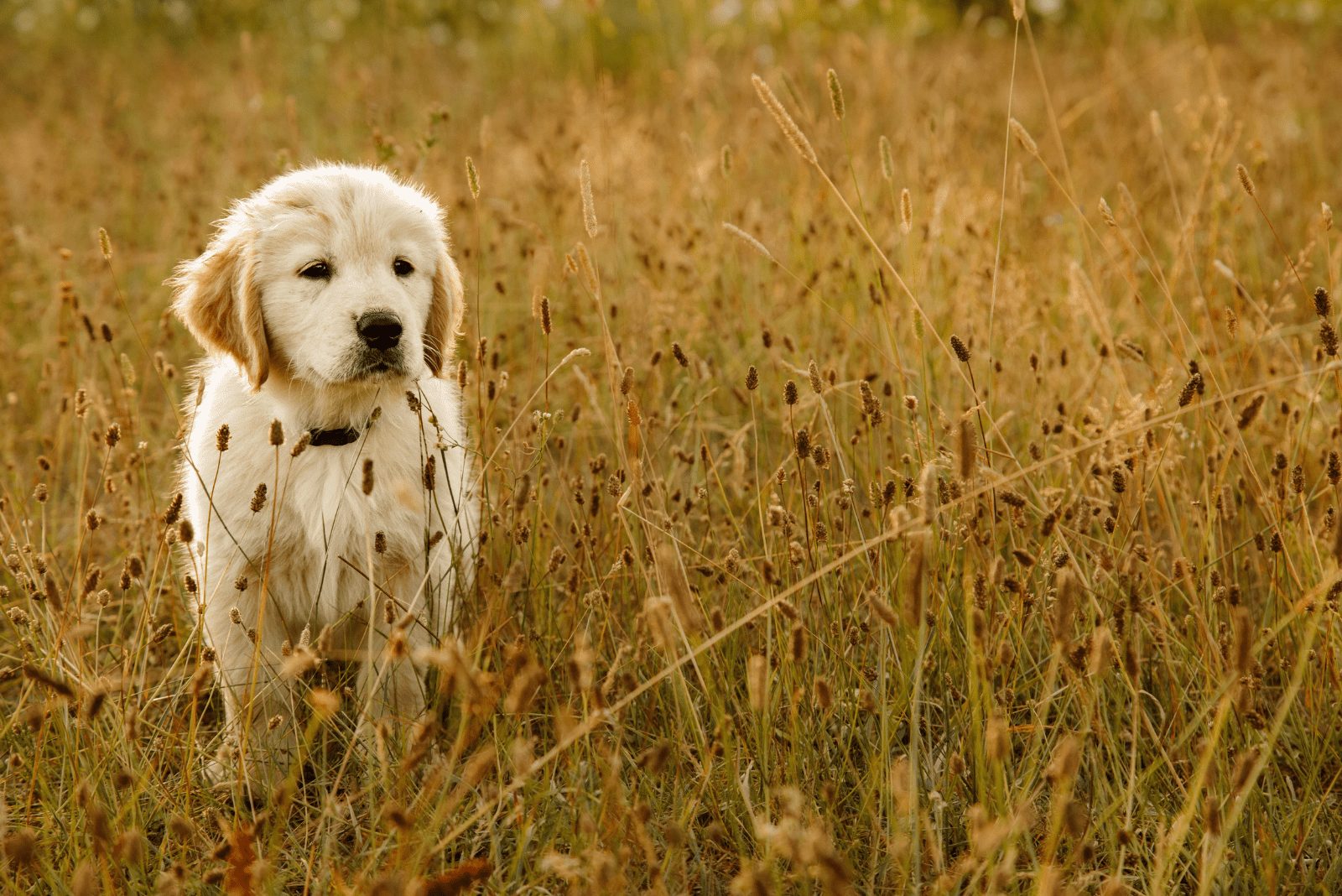 Un cachorro de golden retriever está parado en la hierba mirando a lo lejos