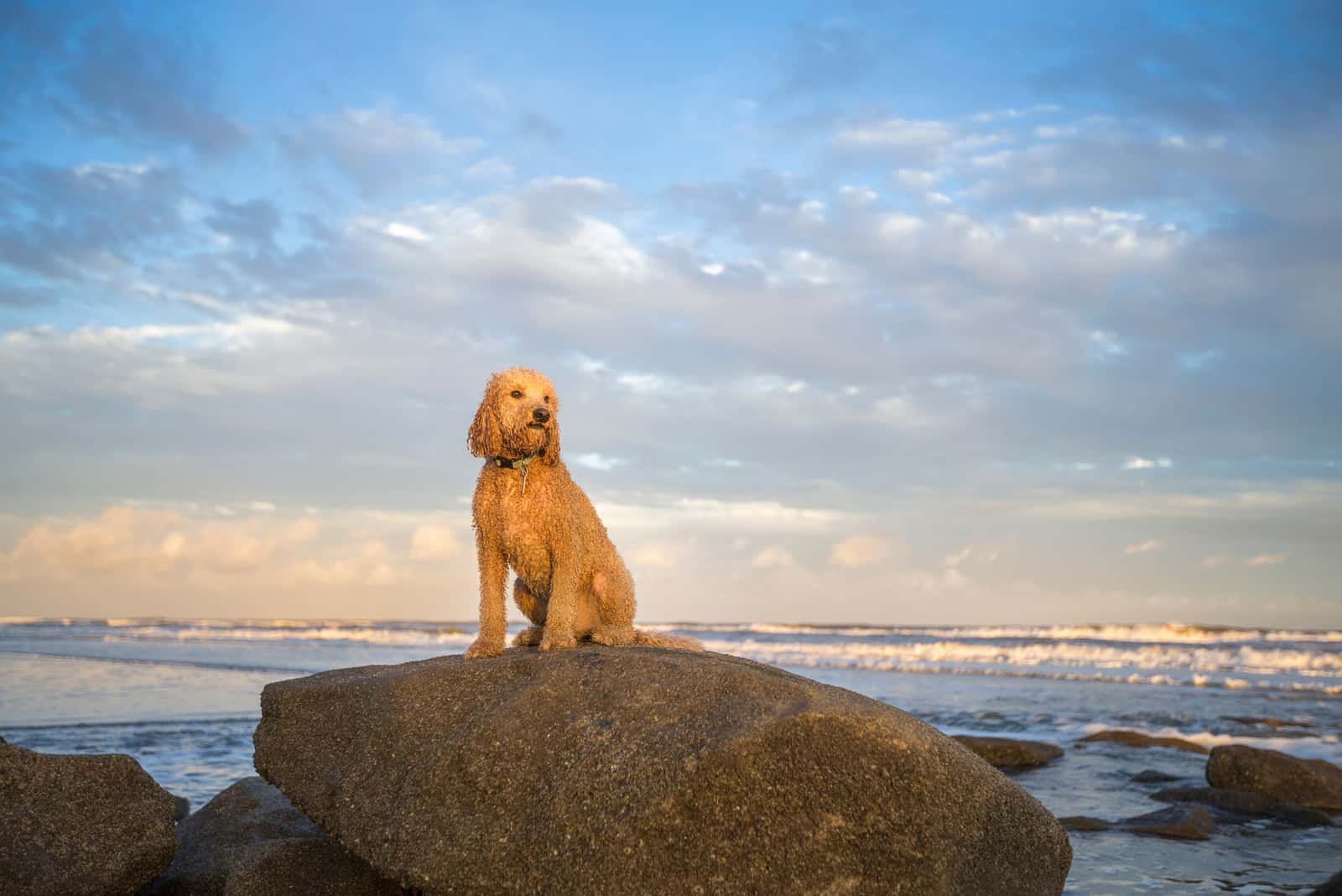 Un perro goldendoodle se sienta en una roca junto al mar