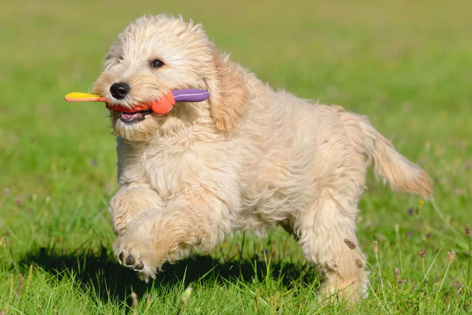 Un Goldendoodle corre por el campo con un juguete en la boca