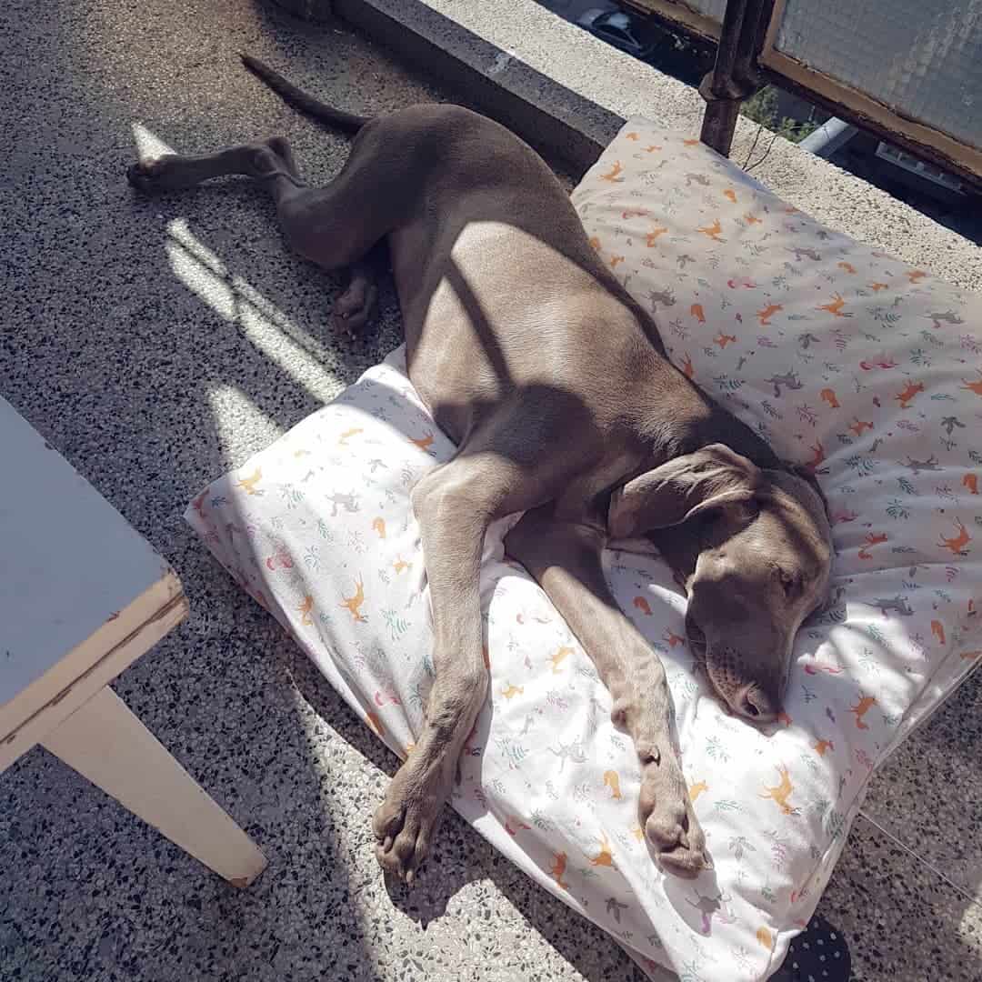 Un mini Weimaraner está acostado en una almohada