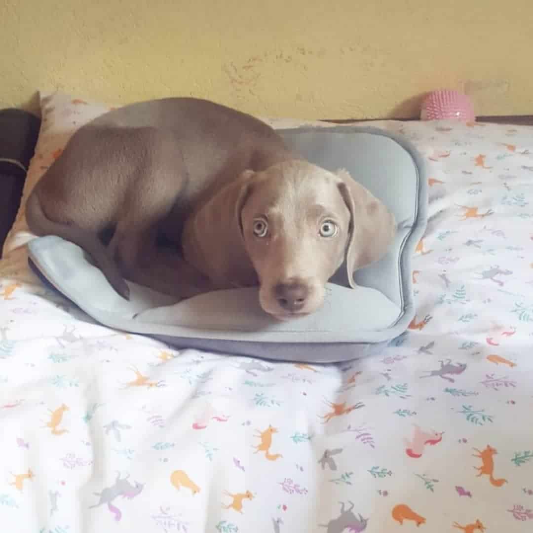 Un mini Weimaraner está acostado en la cama