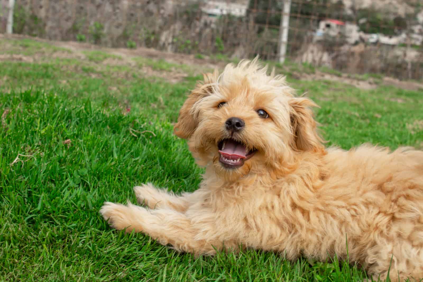 Un goldendoodle mini yace en el césped