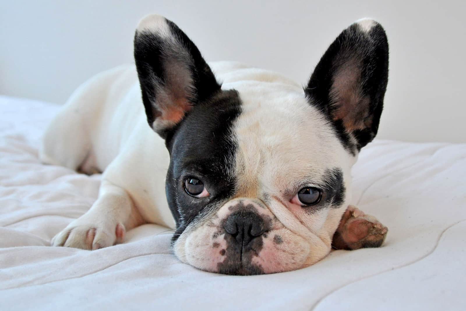 bulldog francés de color pied descansando cómodamente en una cama