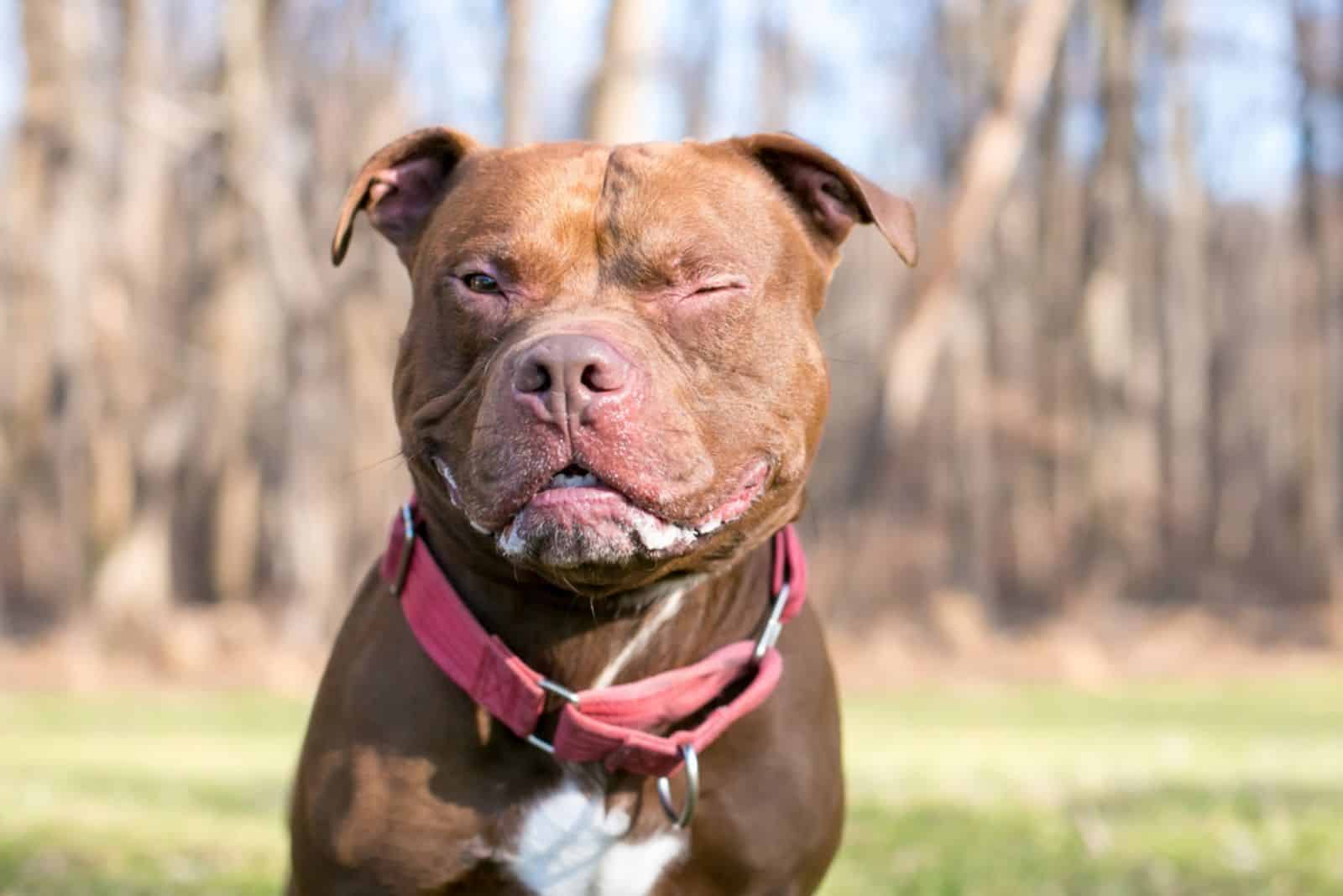 Perro mestizo de Pit Bull Terrier rojo y blanco guiñando un ojo