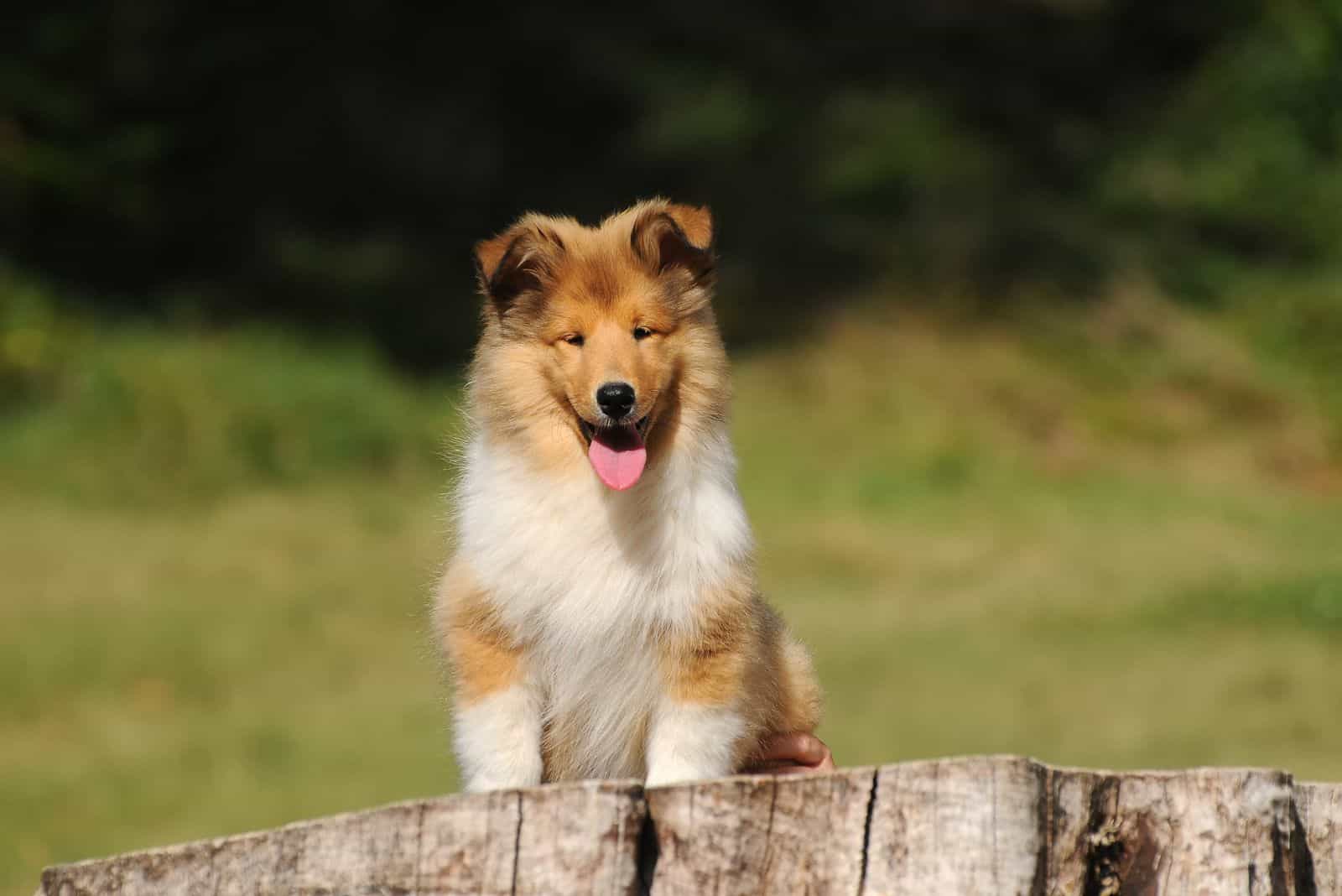 Un cachorro de collie de pelo largo apoya contra un árbol