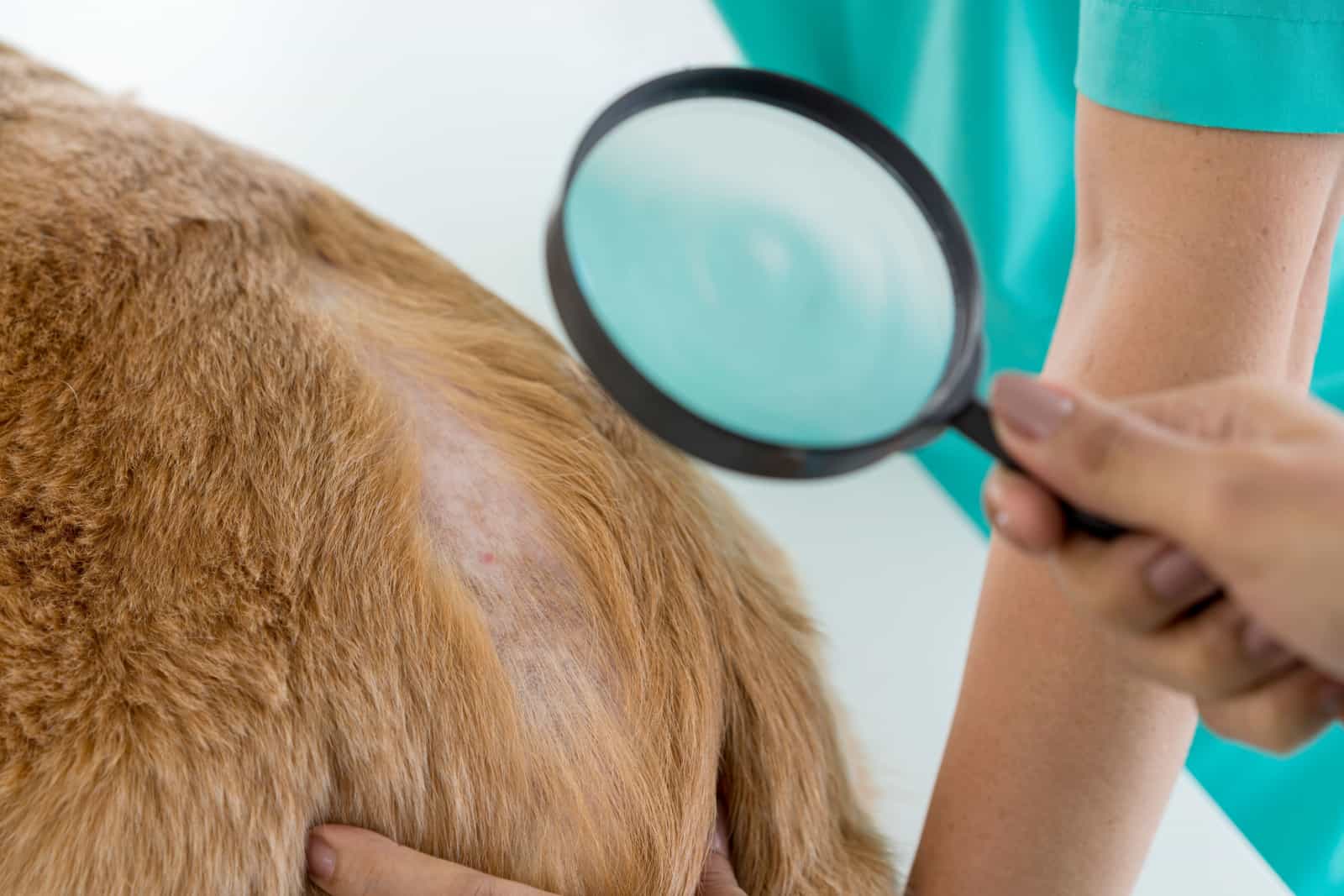 Un veterinario está examinando a un perro con dermatitis con una lupa