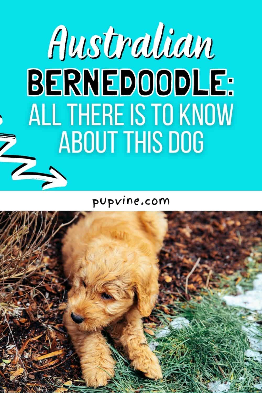 Bernedoodle Australiano: Todo lo que Hay que Saber sobre Este Perro