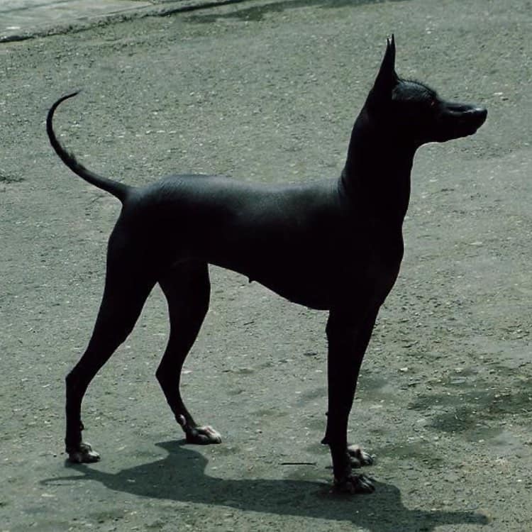Terrier de Arena Abisinio