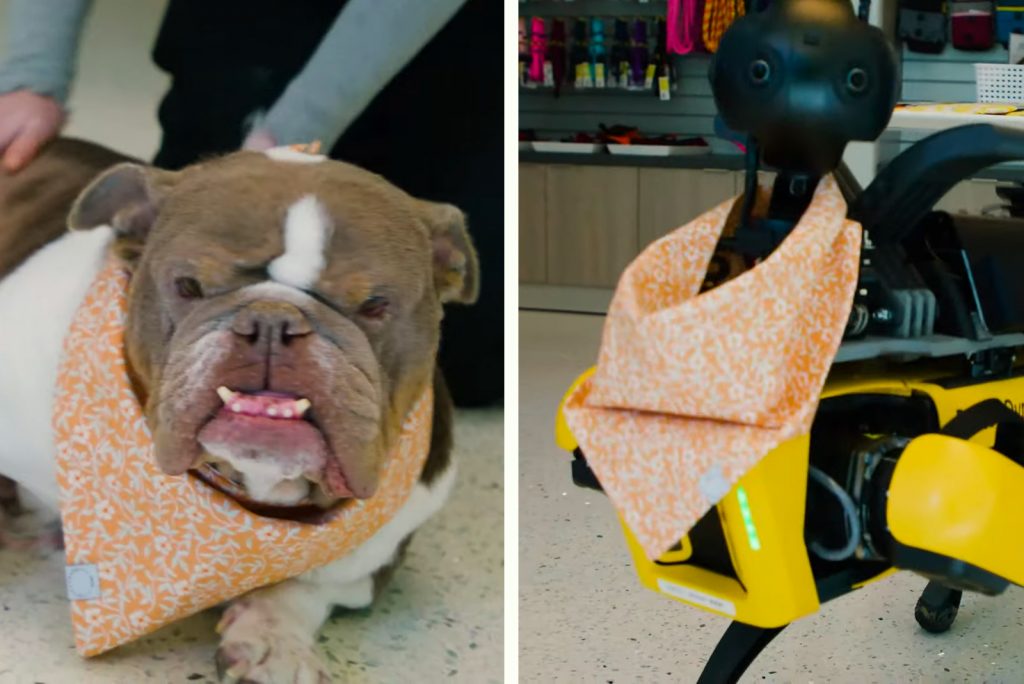 Accesoriza Ese Perro