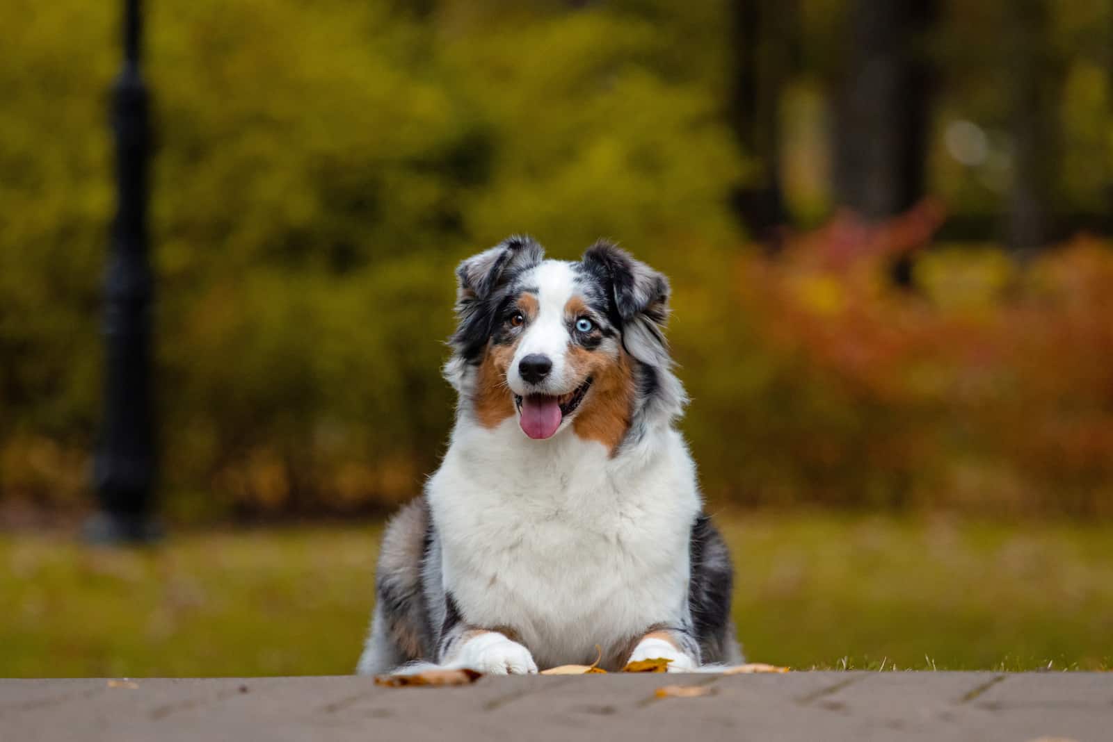 Adorable pastor australiano merle azul posando en el parque