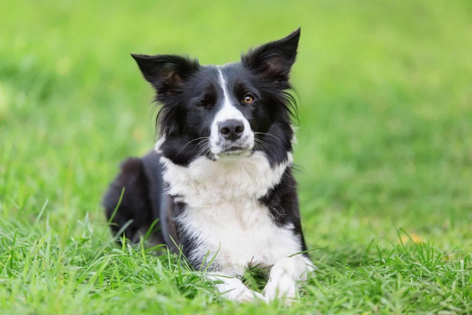 Adorable Border collie guiñando el ojo en el césped verde