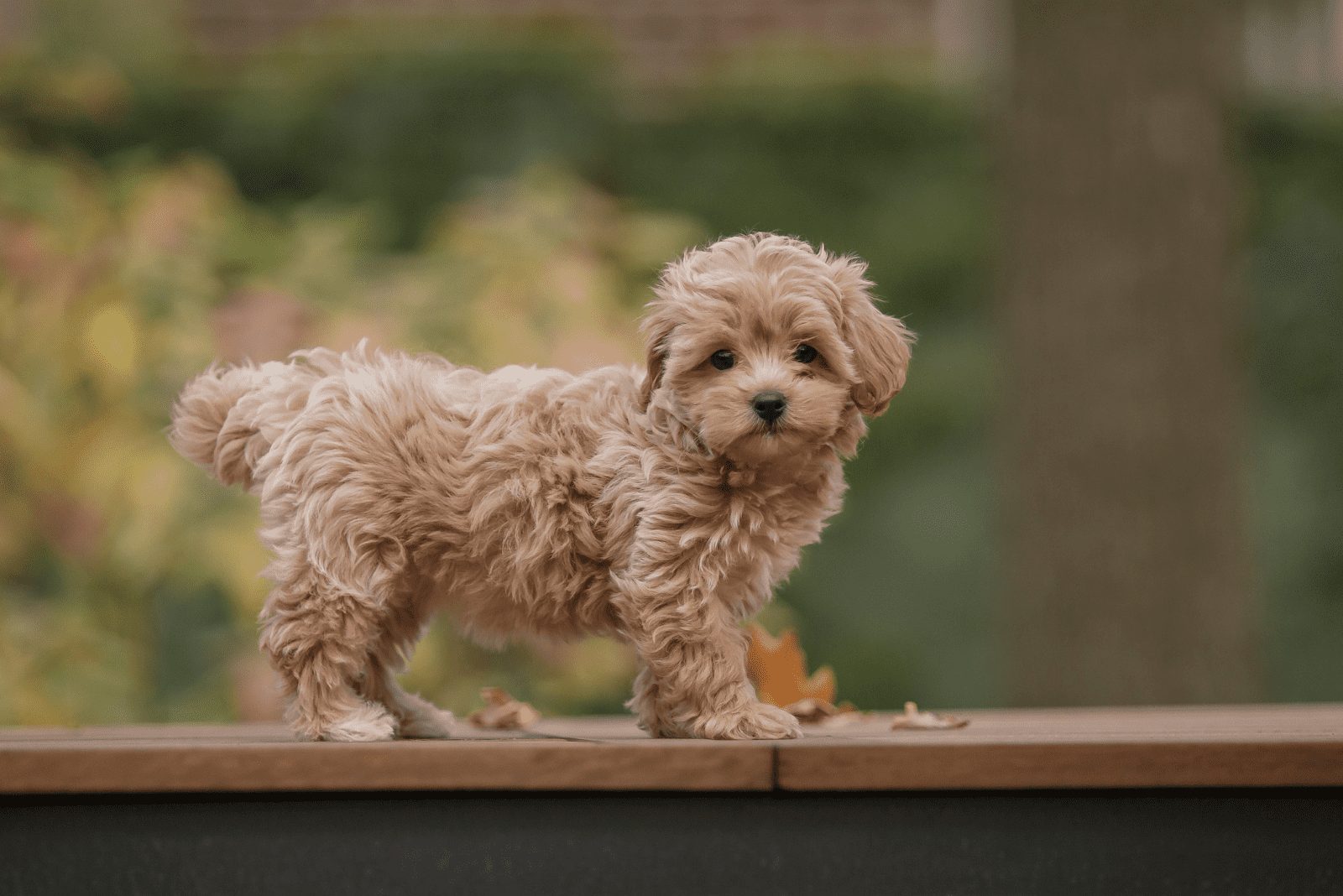 Adorable cachorro mezcla de Maltés y Poodle