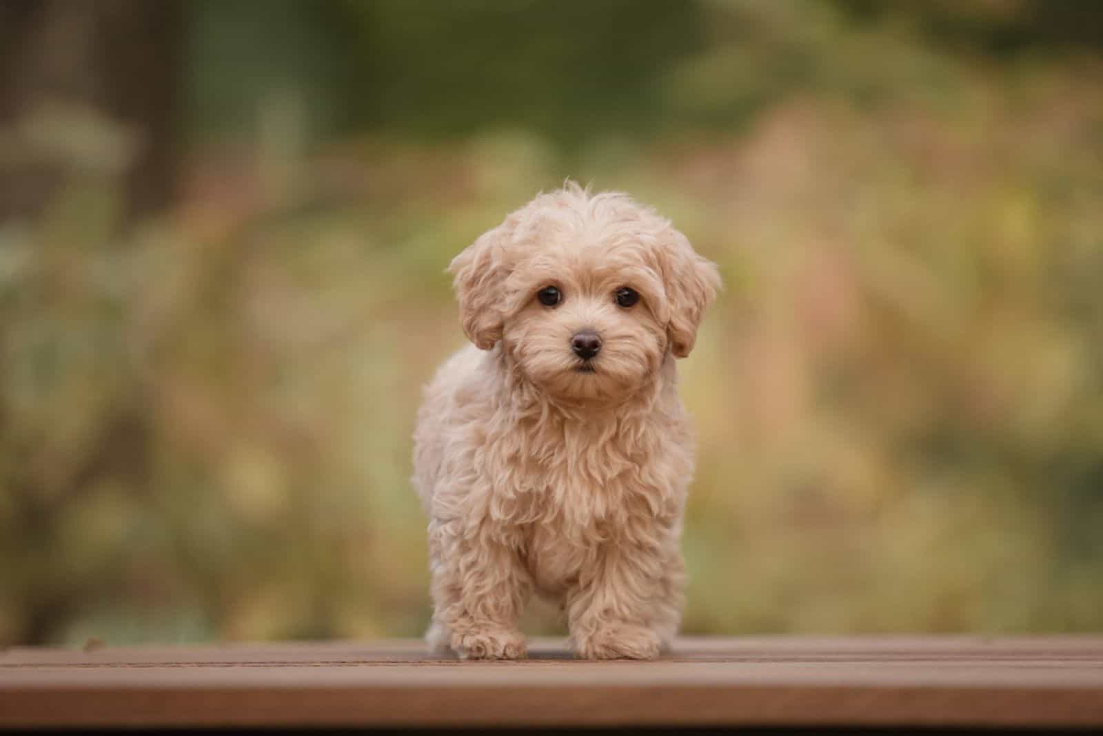 Adorable cachorro mezcla de Maltés y Poodle