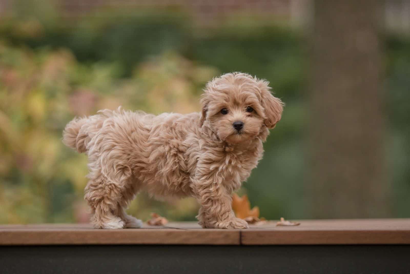 adorable cachorro mezcla de Maltés y Caniche de pie en la plataforma
