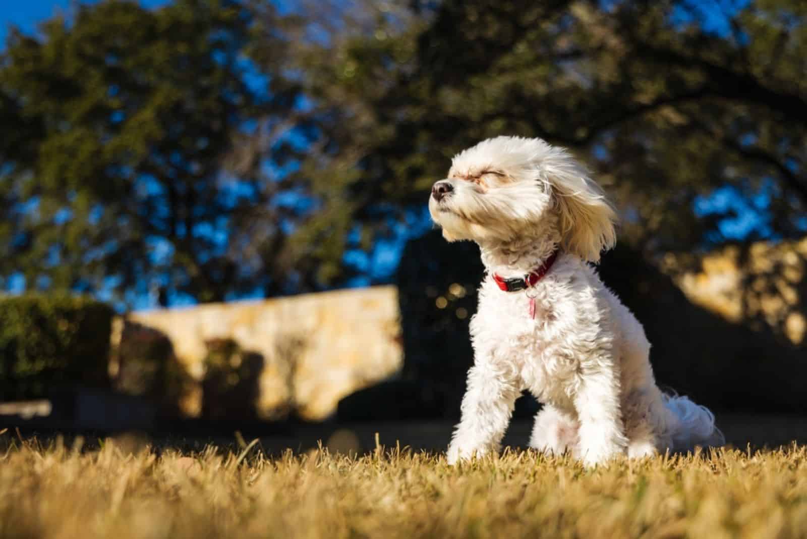 Adorable cachorro Maltipoo disfrutando del viento en un patio trasero