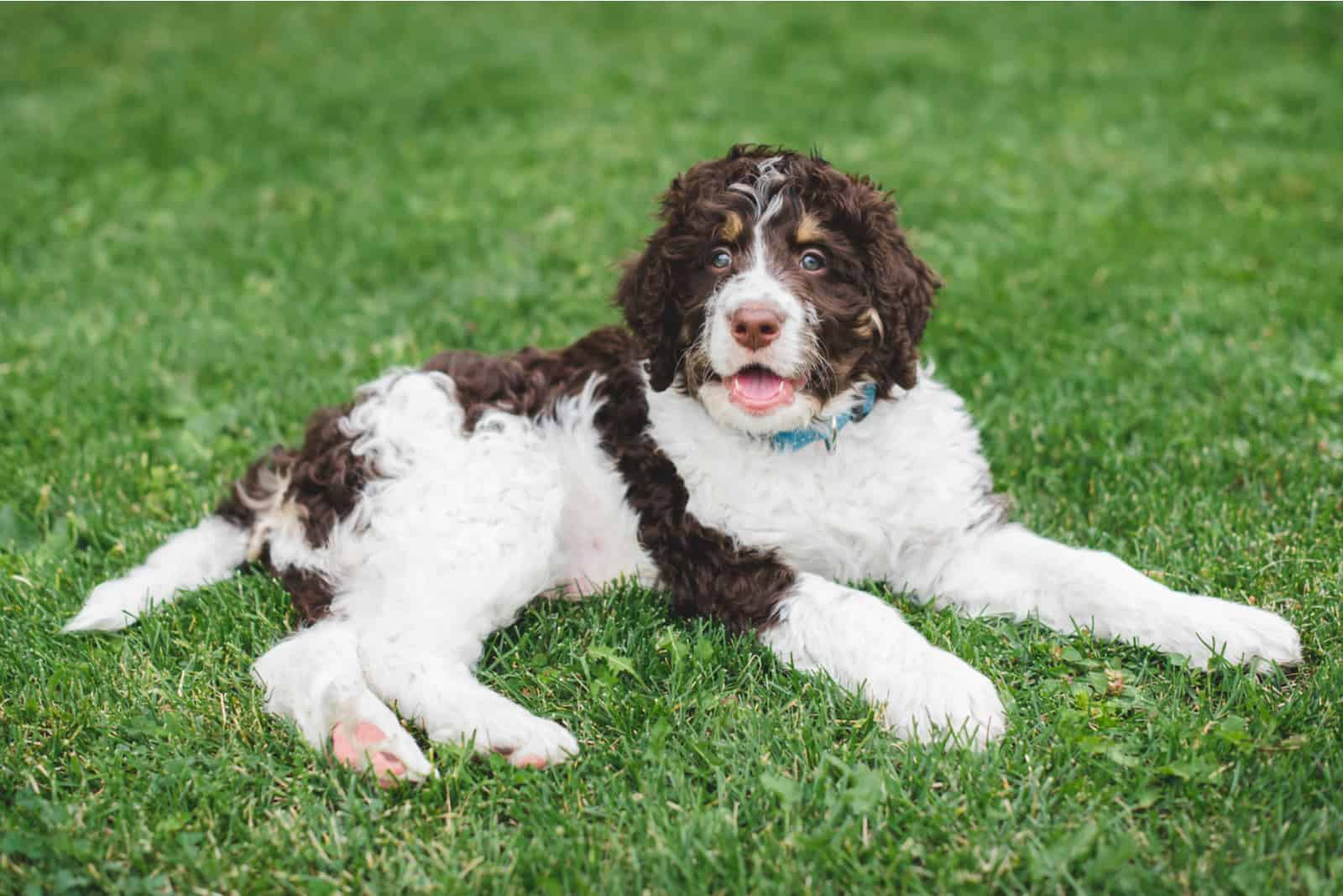Cachorro bernedoodle adorable acostado en el pasto