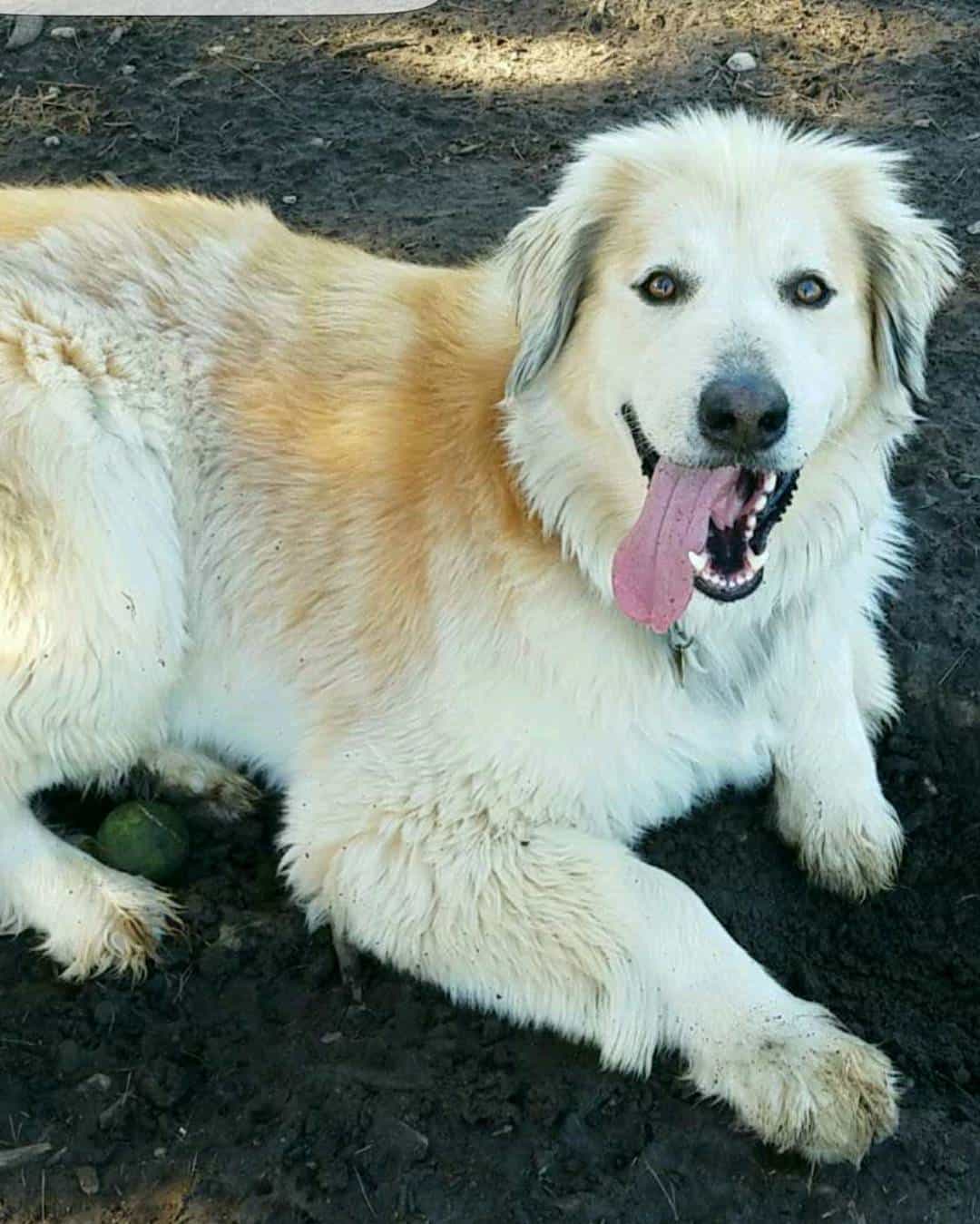 Perro Afador