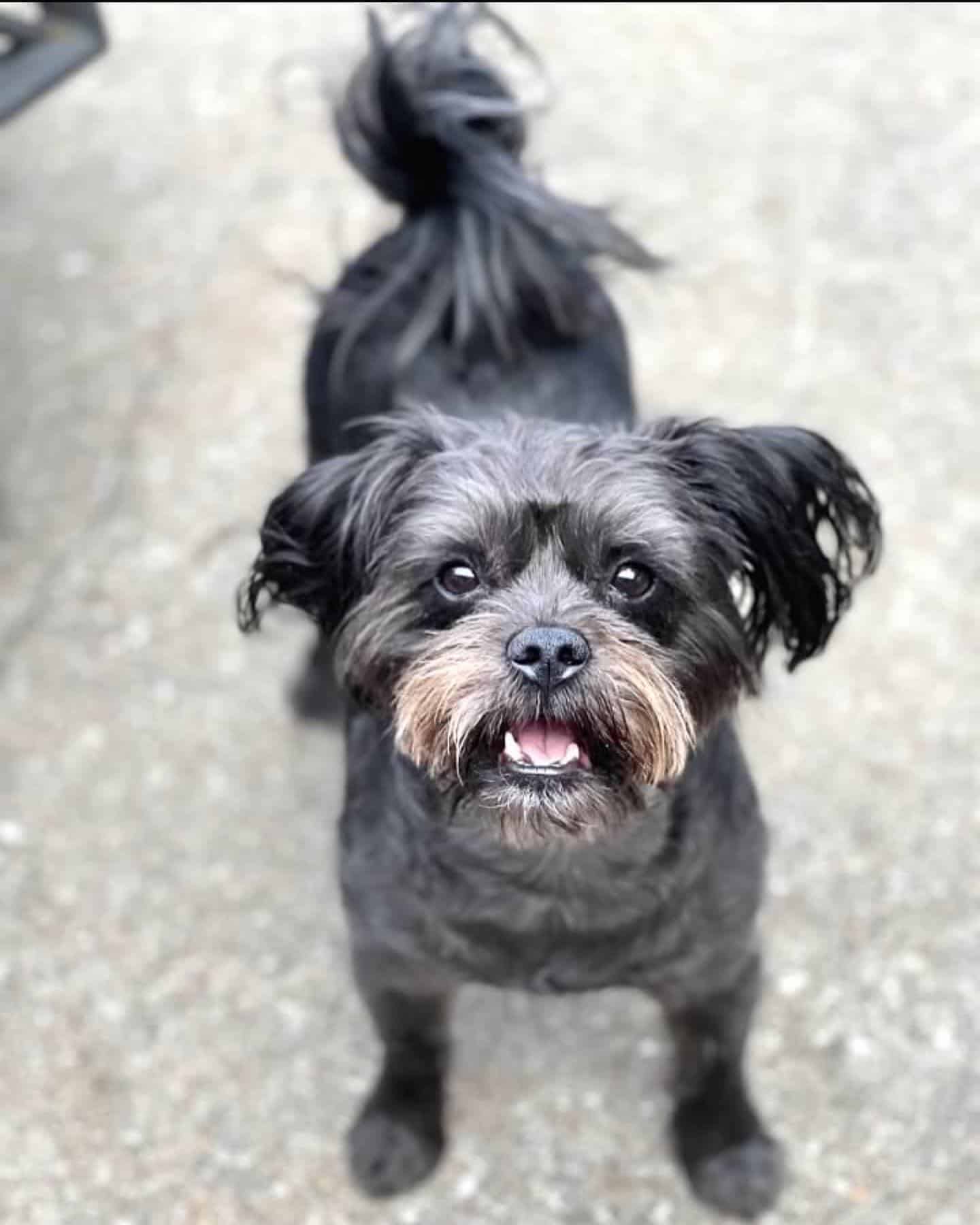 Perro Affenpoo mirando hacia arriba