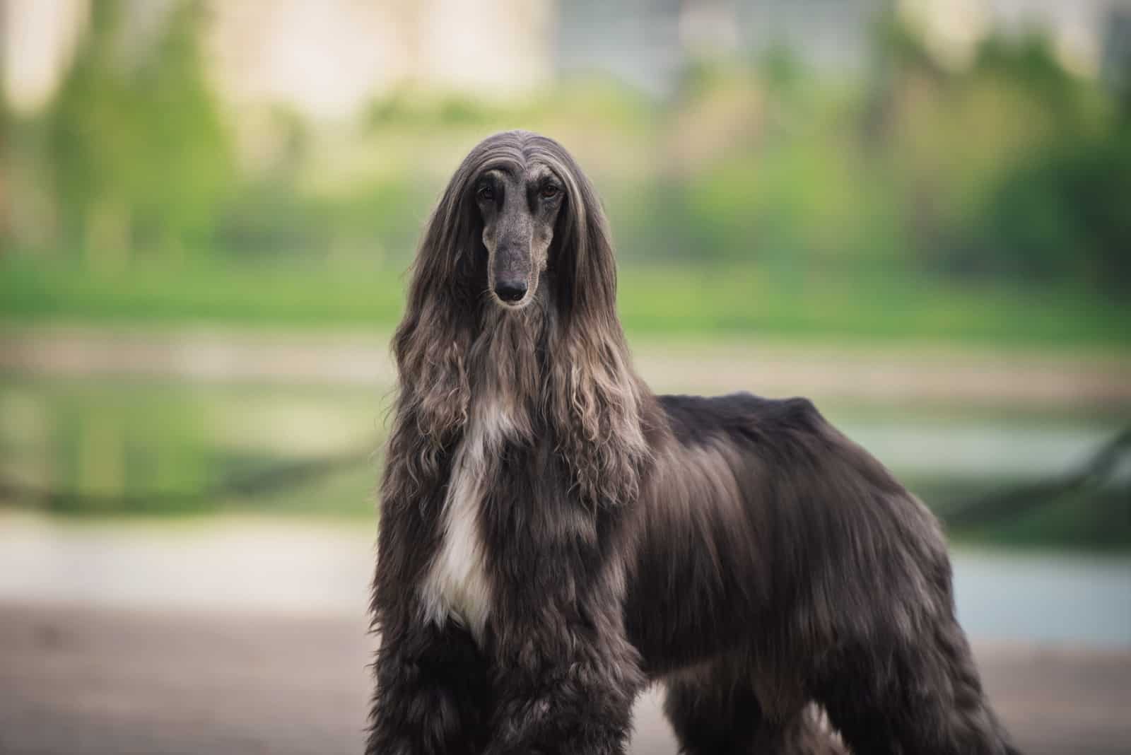 Perro Galgo Afgano