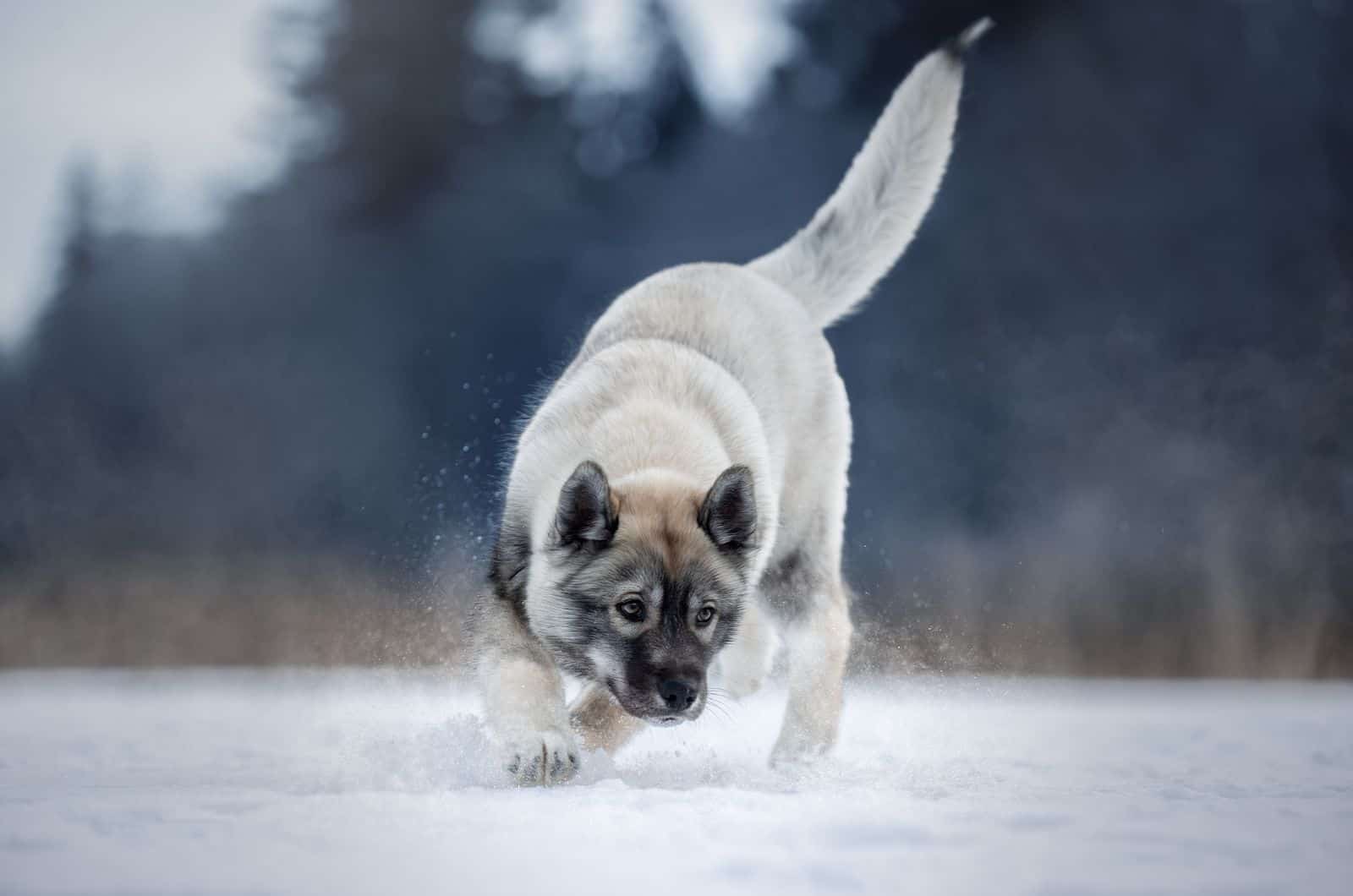 Husky Agutí