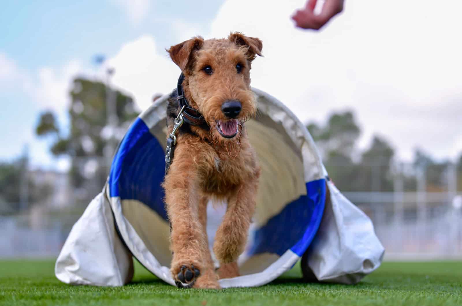 Airedale Terrier en entrenamiento de agilidad
