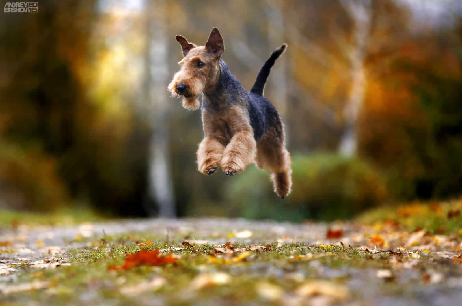 Airedale Terrier saltando en el bosque