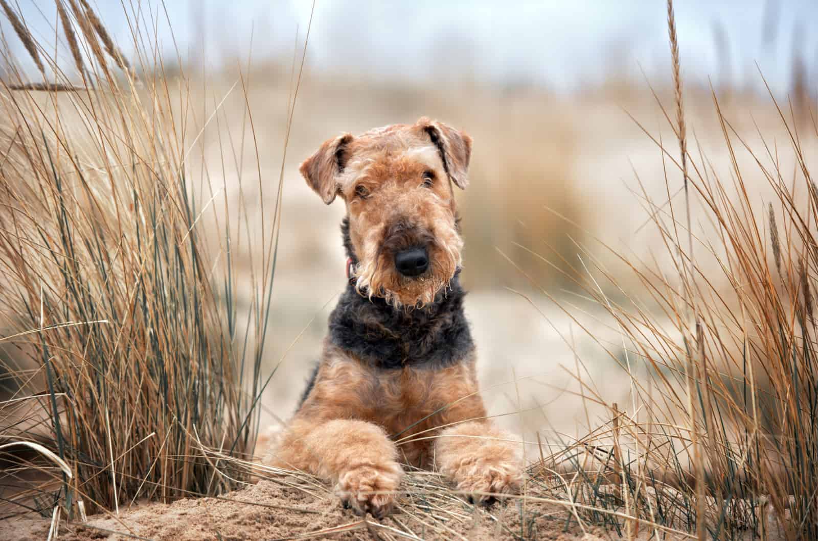 Retrato de Airedale Terrier