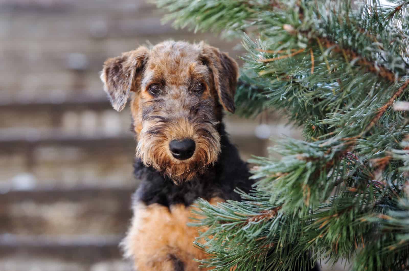 Airedale Terrier posando al aire libre